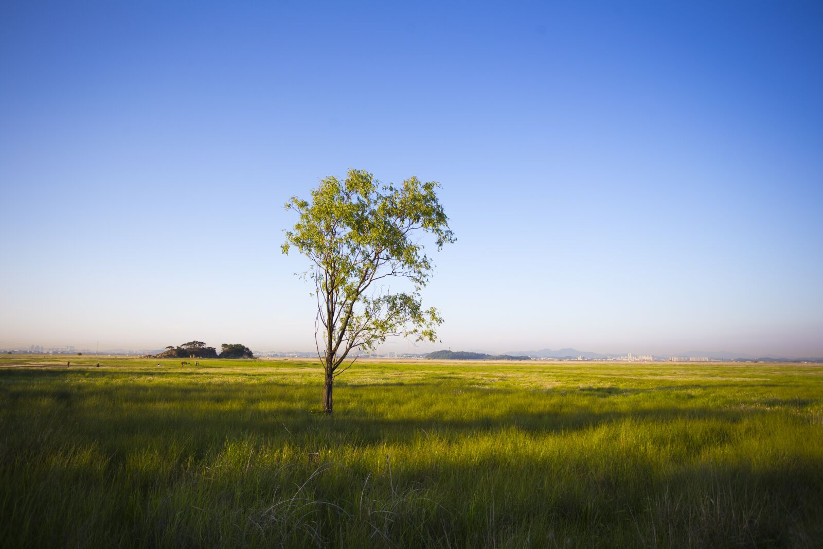 Canon EOS 6D + Canon EF 17-40mm F4L USM sample photo. Wood, dawn, field photography