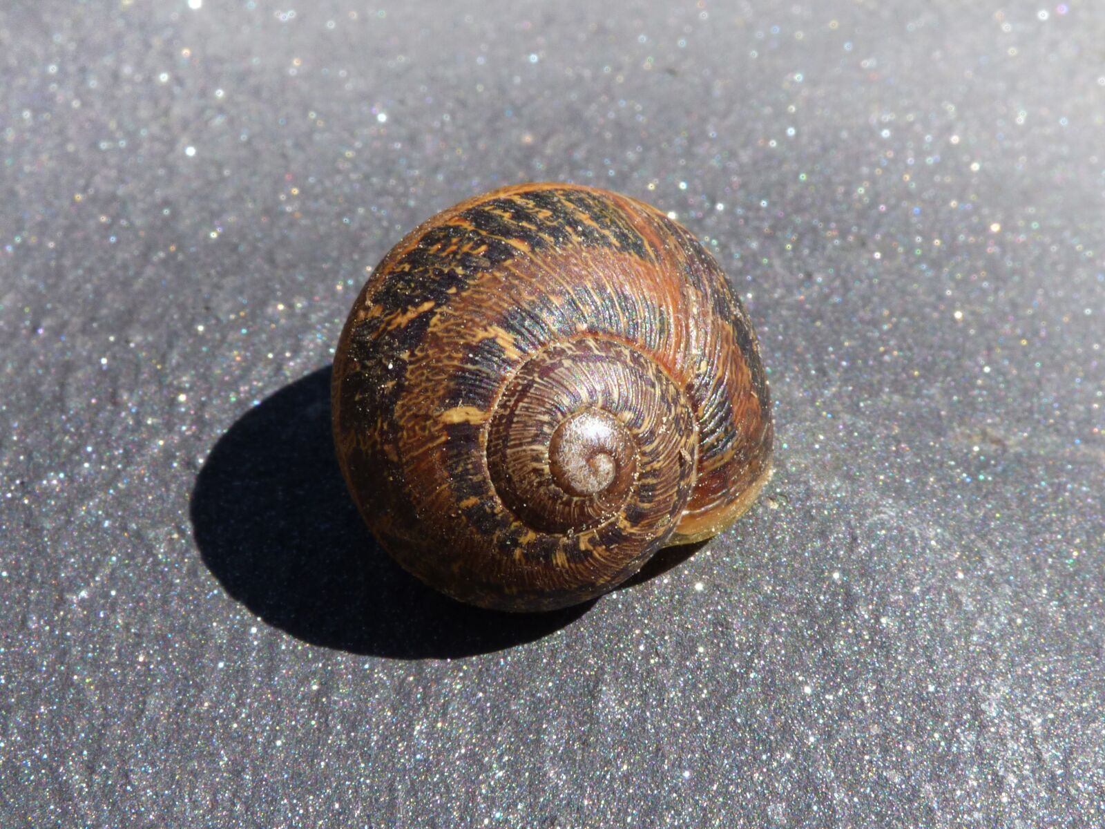 Panasonic Lumix DMC-FZ70 sample photo. Snail, shell, spiral photography