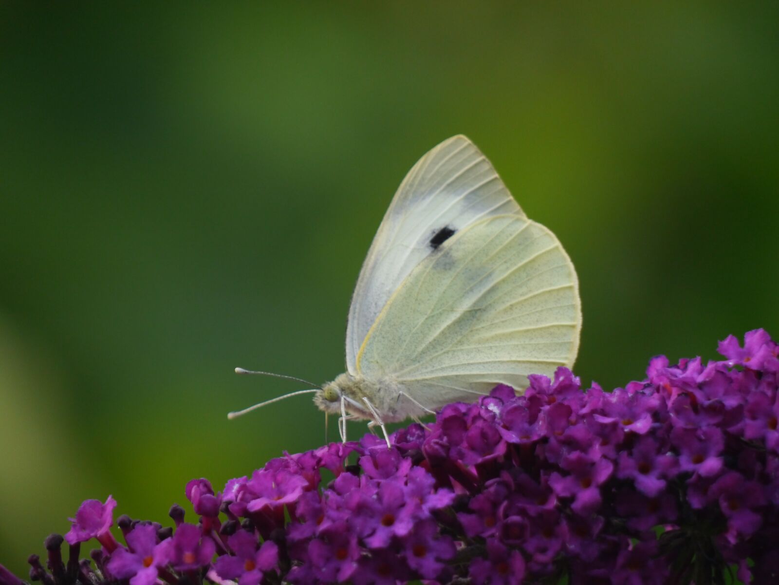 Panasonic Lumix DMC-G3 sample photo. White butterfly, buddleia, butterfly photography