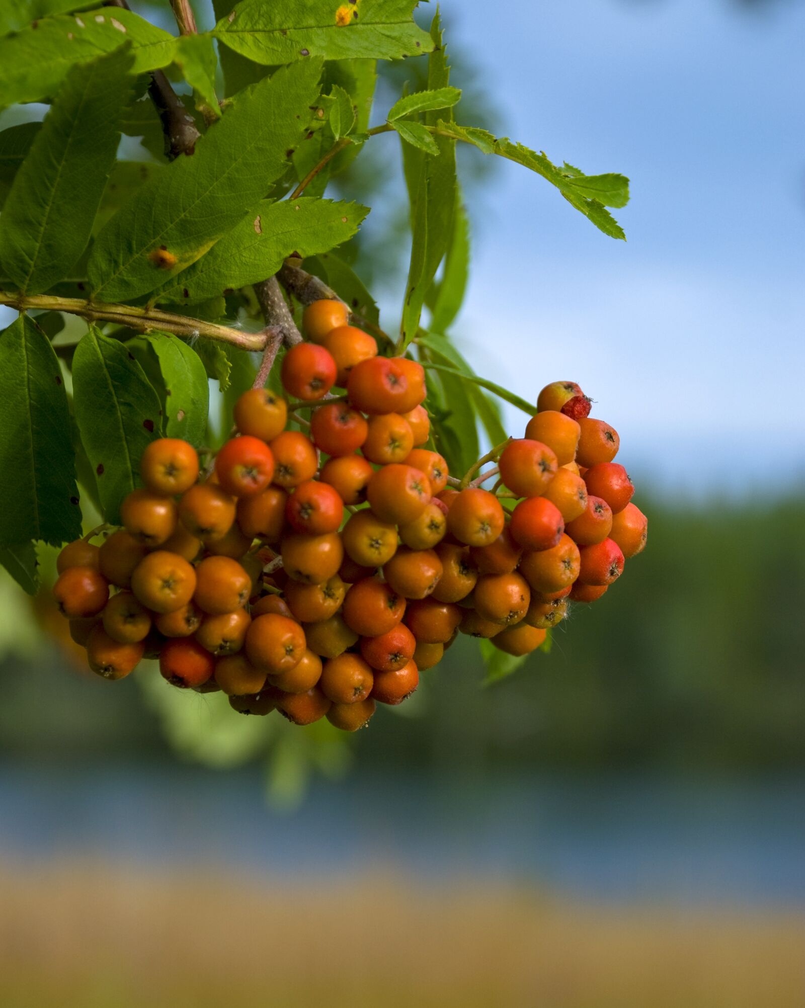 Nikon D80 sample photo. Fruit, mat, berry photography