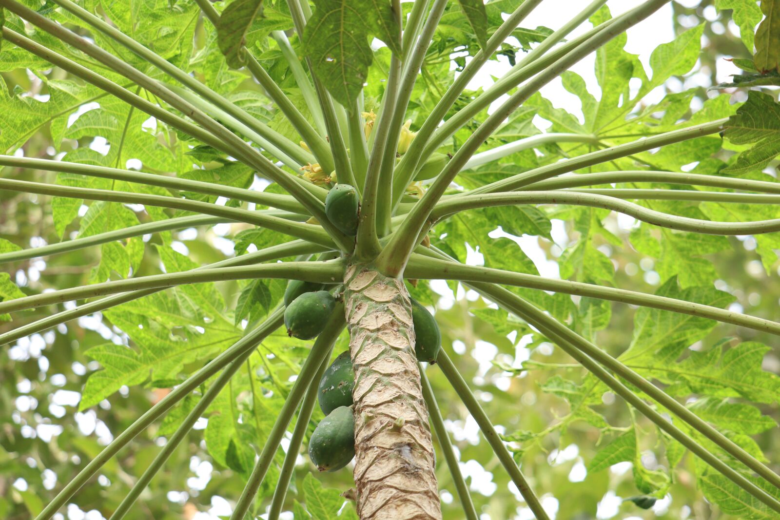 Canon EOS 250D (EOS Rebel SL3 / EOS Kiss X10 / EOS 200D II) sample photo. Papaya, nature, kerala photography