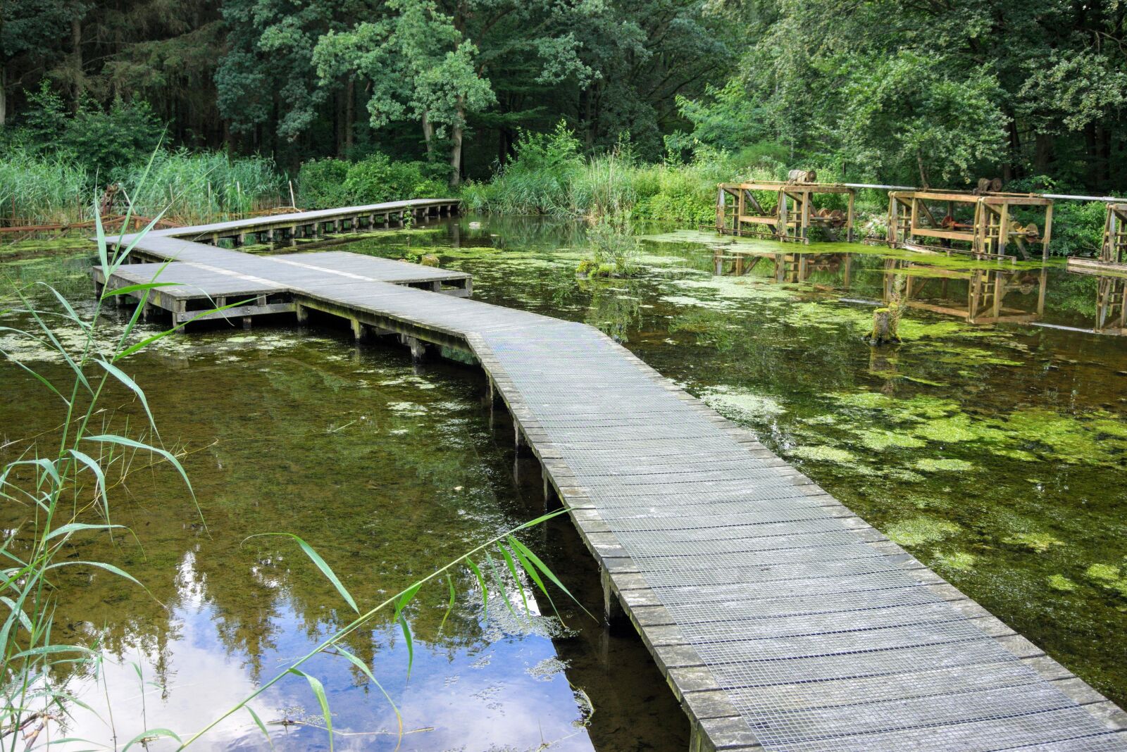 Sony Alpha a5000 (ILCE 5000) sample photo. Waterloop, water, swamp photography