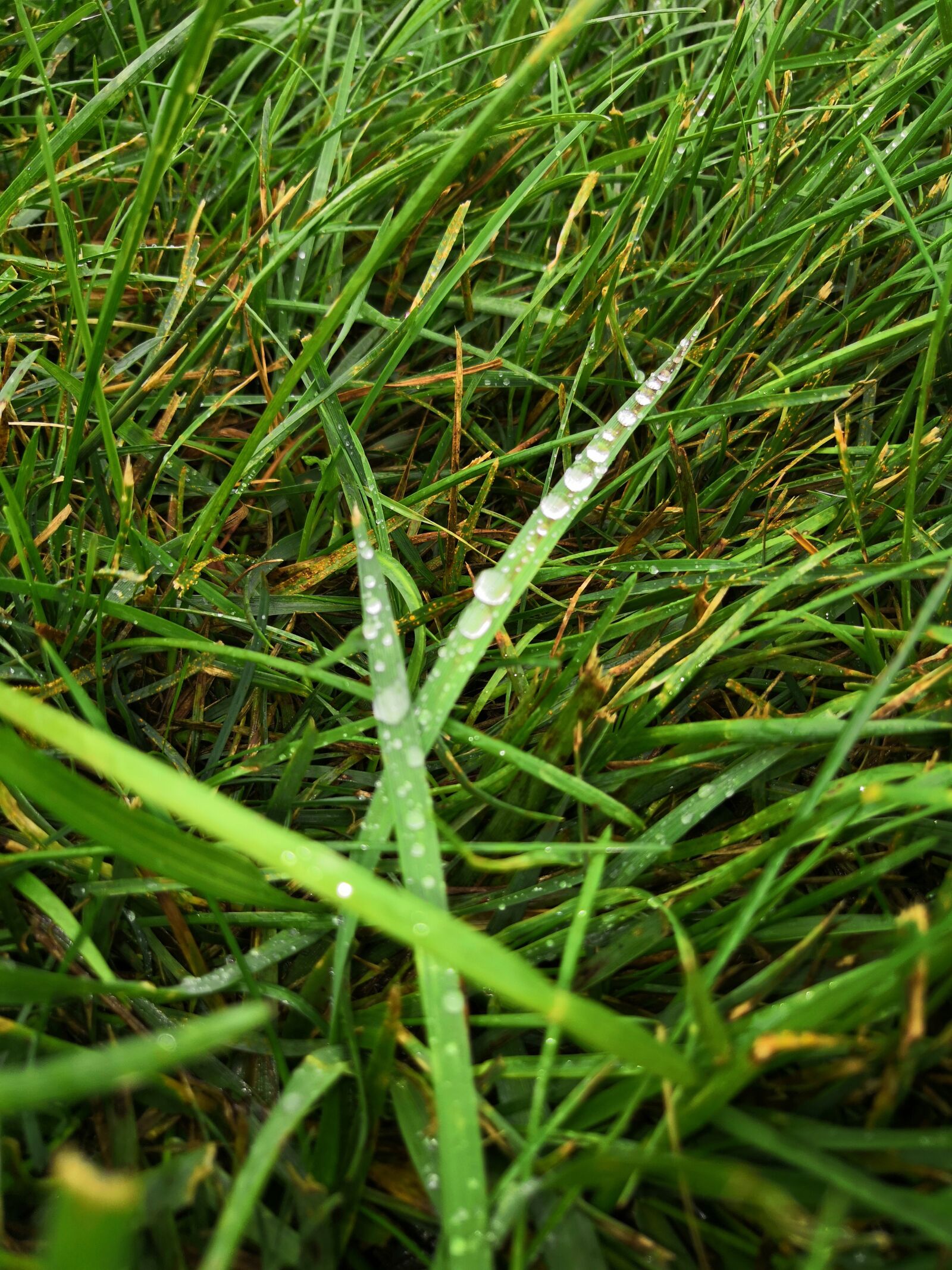HUAWEI Honor View 10 sample photo. Grass, wet, dew photography