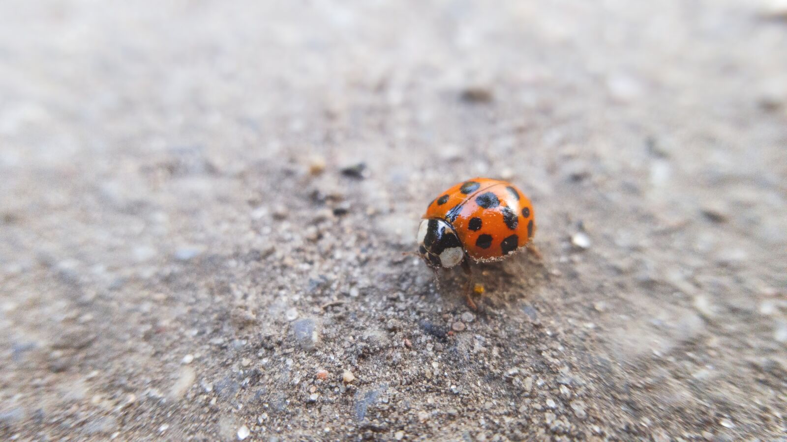 Samsung Galaxy S6 sample photo. Beetle, bug, insect photography