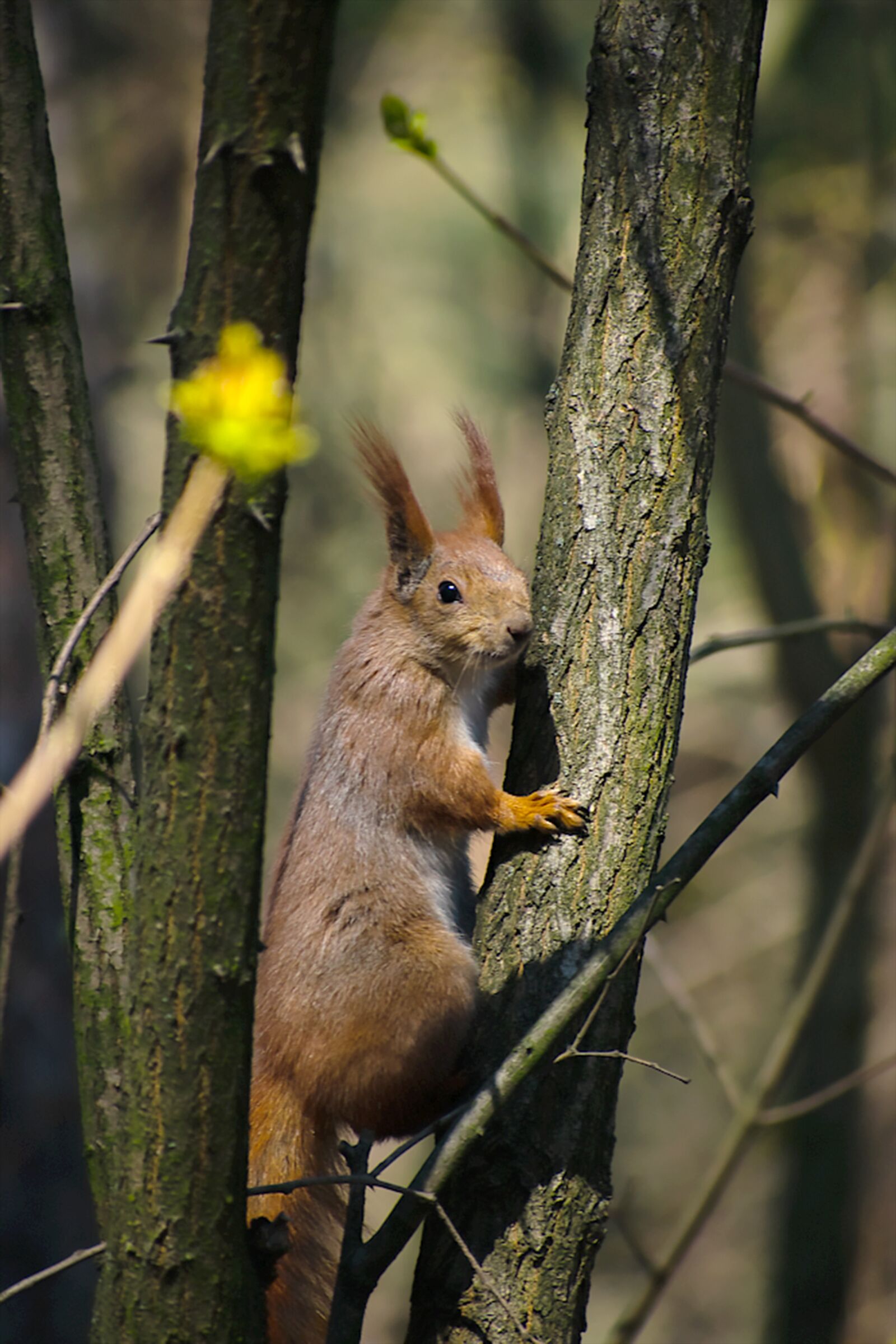 Nikon D5300 sample photo. Squirrel, rodent, forest photography