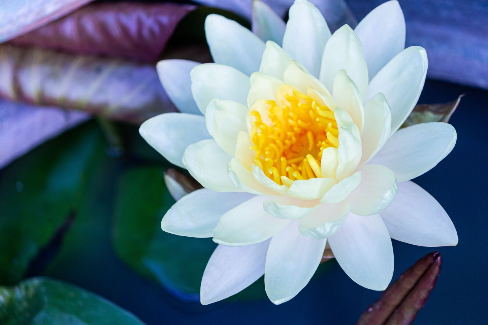 Canon EF-S 55-250mm F4-5.6 IS sample photo. Aquatic, background, beautiful photography