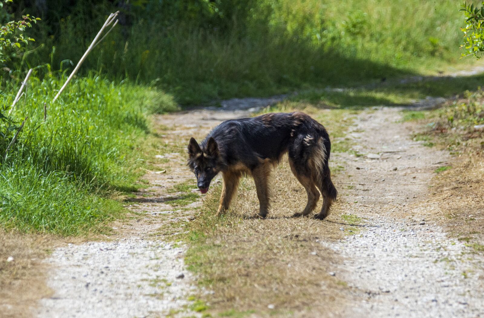 Nikon D7200 sample photo. Dog, animal, mammal photography