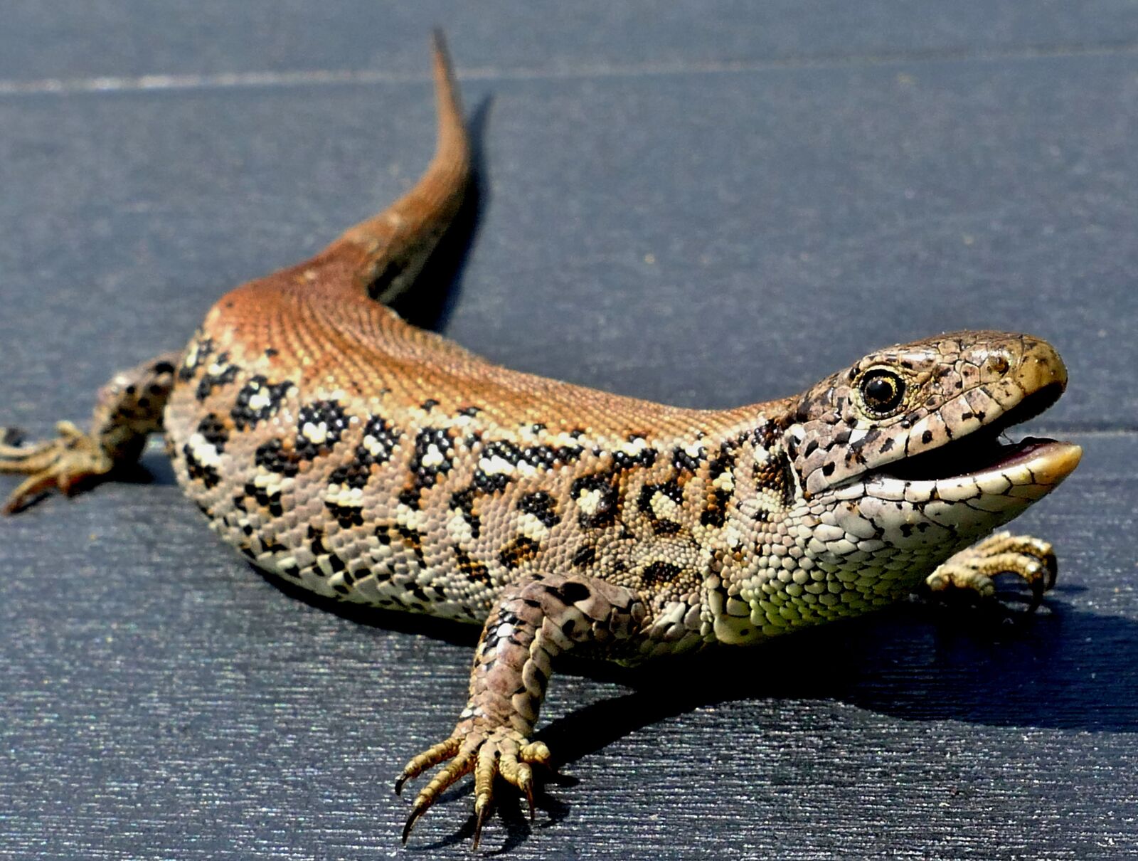 Panasonic Lumix DMC-FZ1000 sample photo. The lizard, detail, reptile photography