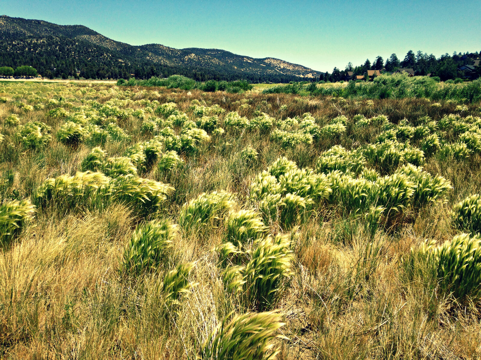 Apple iPhone 5c sample photo. Conservation, field, grass, grasslands photography