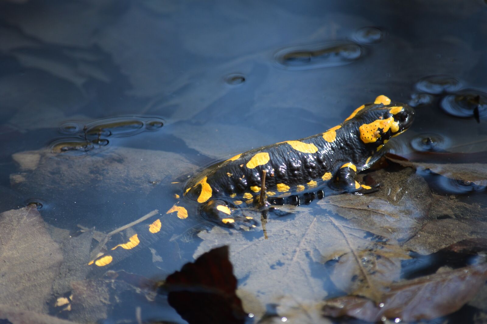 Nikon D5300 sample photo. Fire salamander, kapuzinerberg, salzburg photography