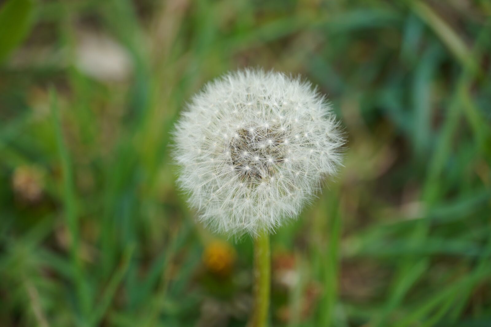 Sony a6400 sample photo. Dandelion, close up, spring photography
