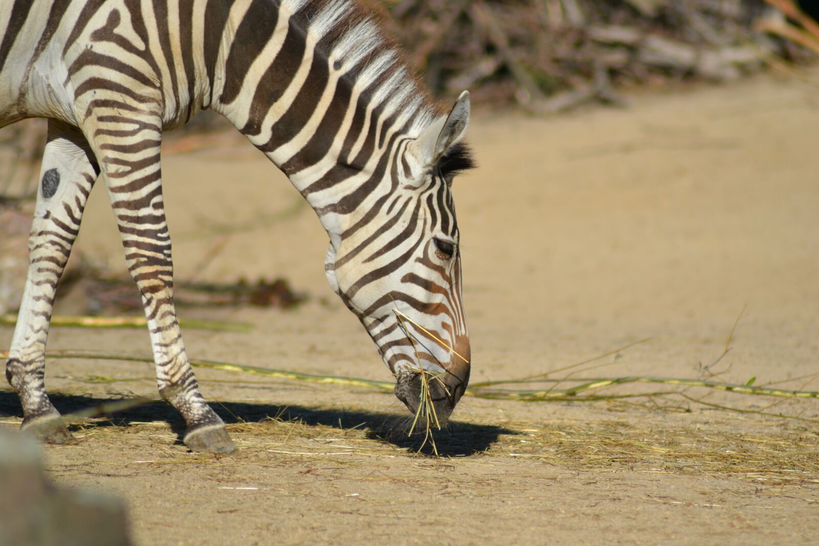 Nikon D3100 sample photo. Zebra, zoo, africa photography