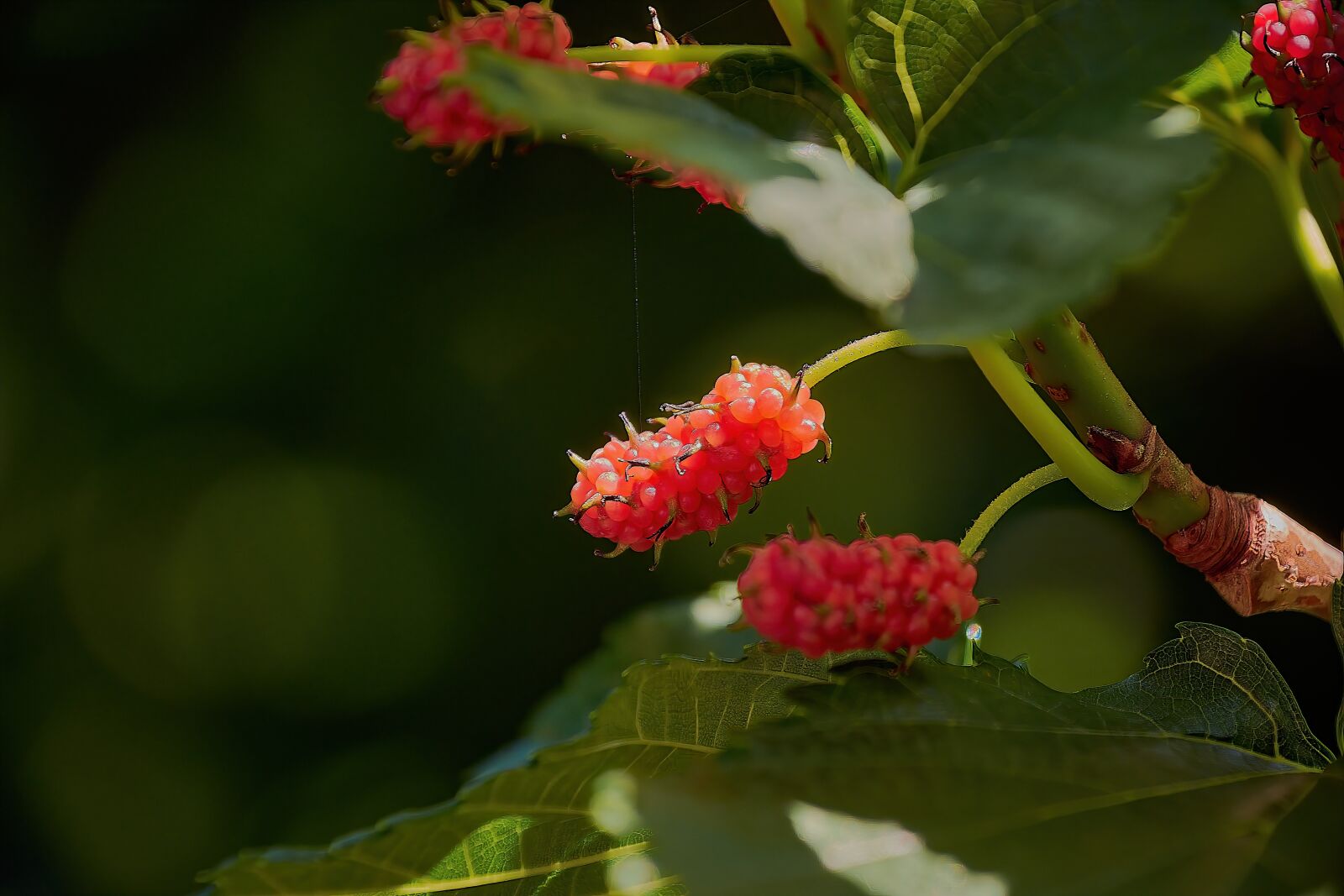 Nikon D7200 sample photo. Blackberries, mora, fruit photography