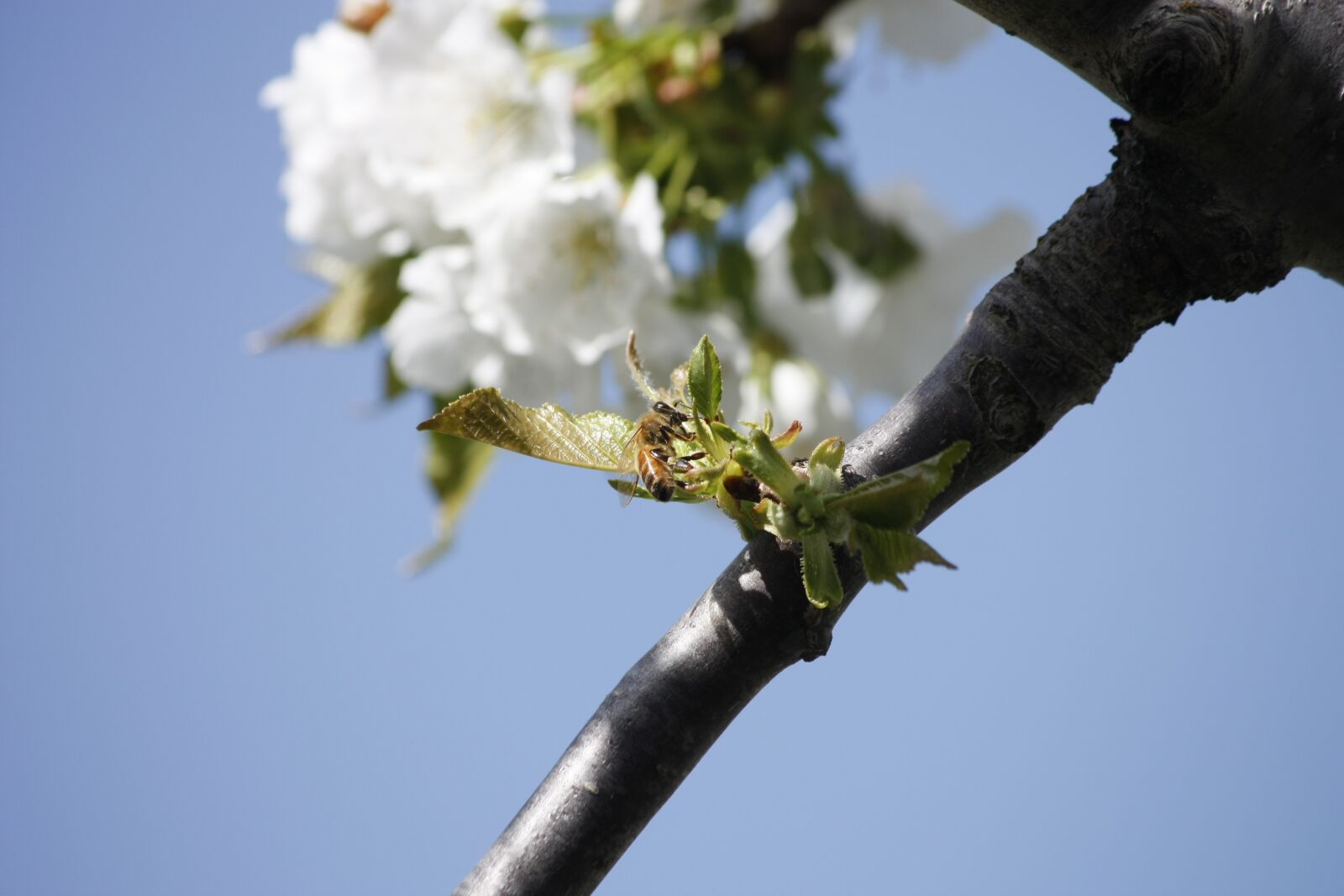 Canon EOS 450D (EOS Rebel XSi / EOS Kiss X2) sample photo. Honeybee, cherry, blossom photography