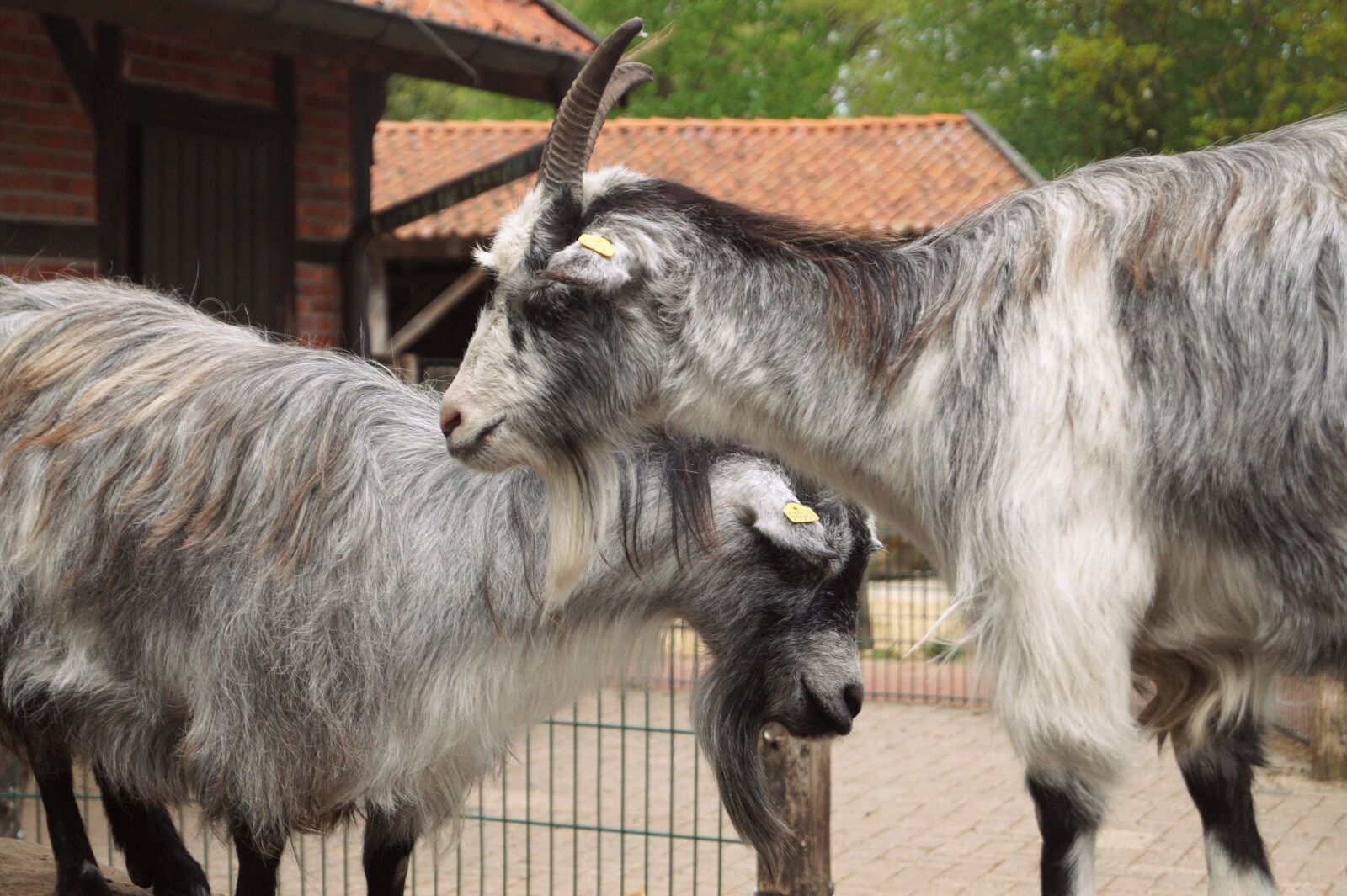 Sony DT 18-55mm F3.5-5.6 SAM II sample photo. Goats, billy goat, animal photography
