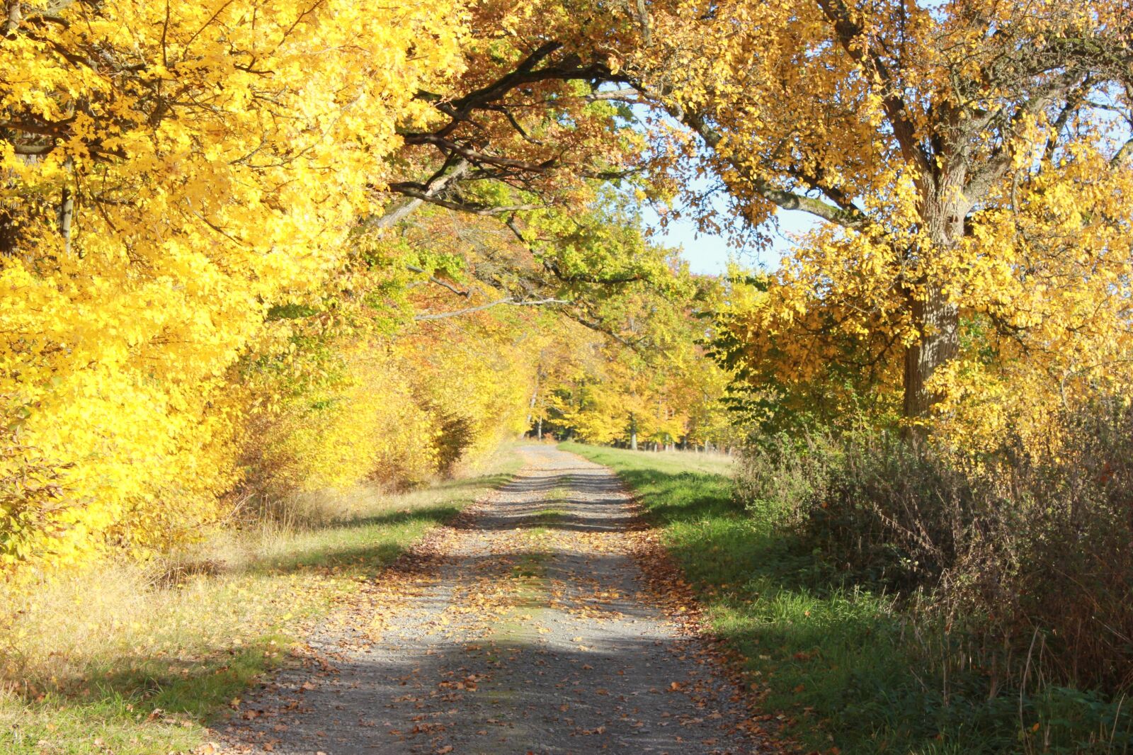 Canon EOS 550D (EOS Rebel T2i / EOS Kiss X4) sample photo. Yellow leaves, autumn, gravel photography