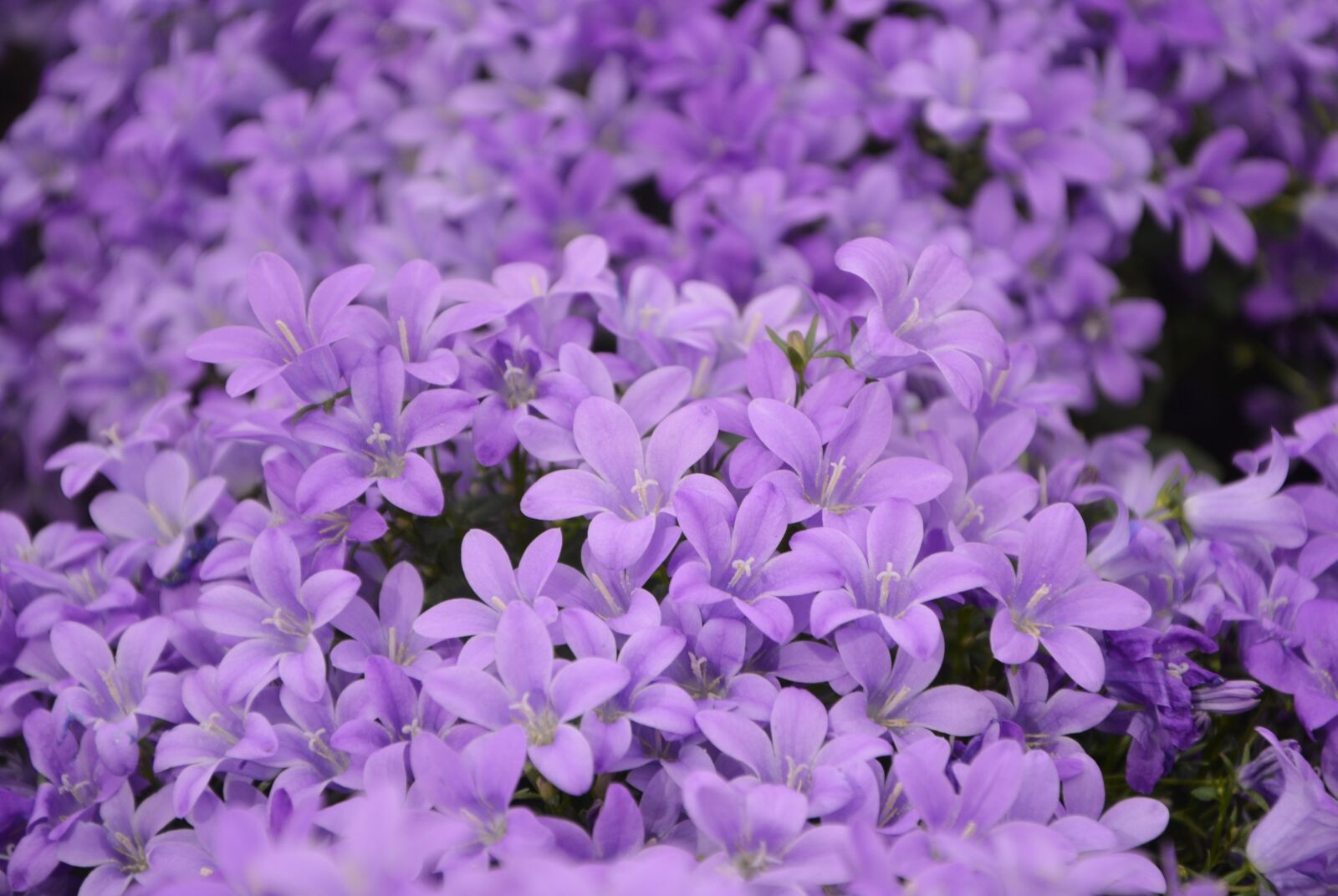 Nikon D5200 sample photo. Flower, plant, bellflowers purple photography