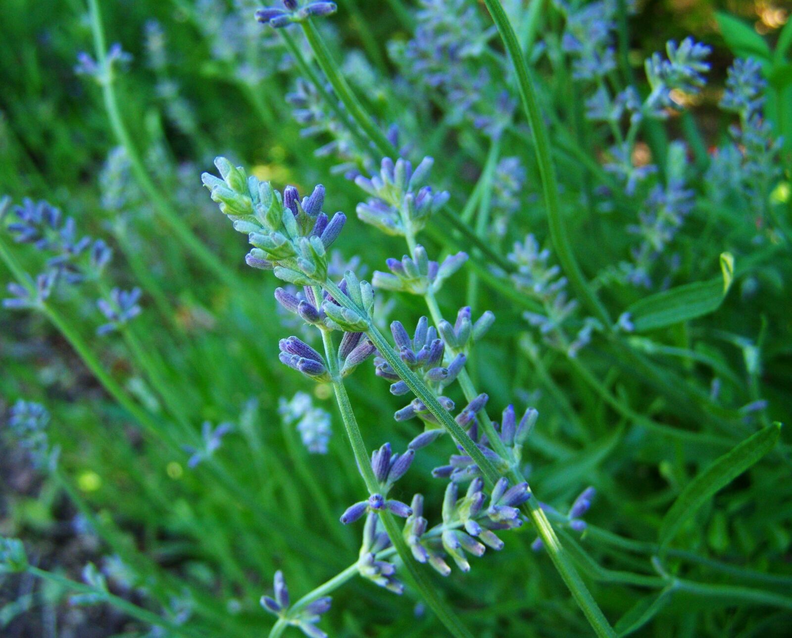 Kodak EASYSHARE ZD710 ZOOM DIGITAL CAMERA sample photo. Lavender, flower garden, summer photography