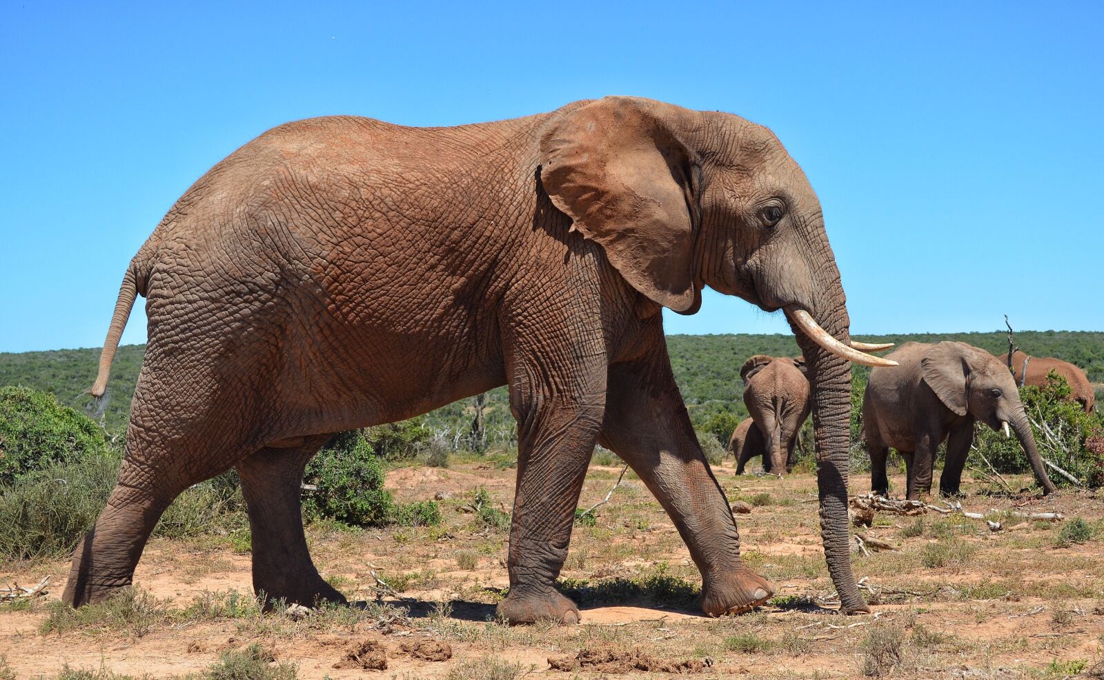 Nikon D5100 sample photo. Elephant, africa, safari photography