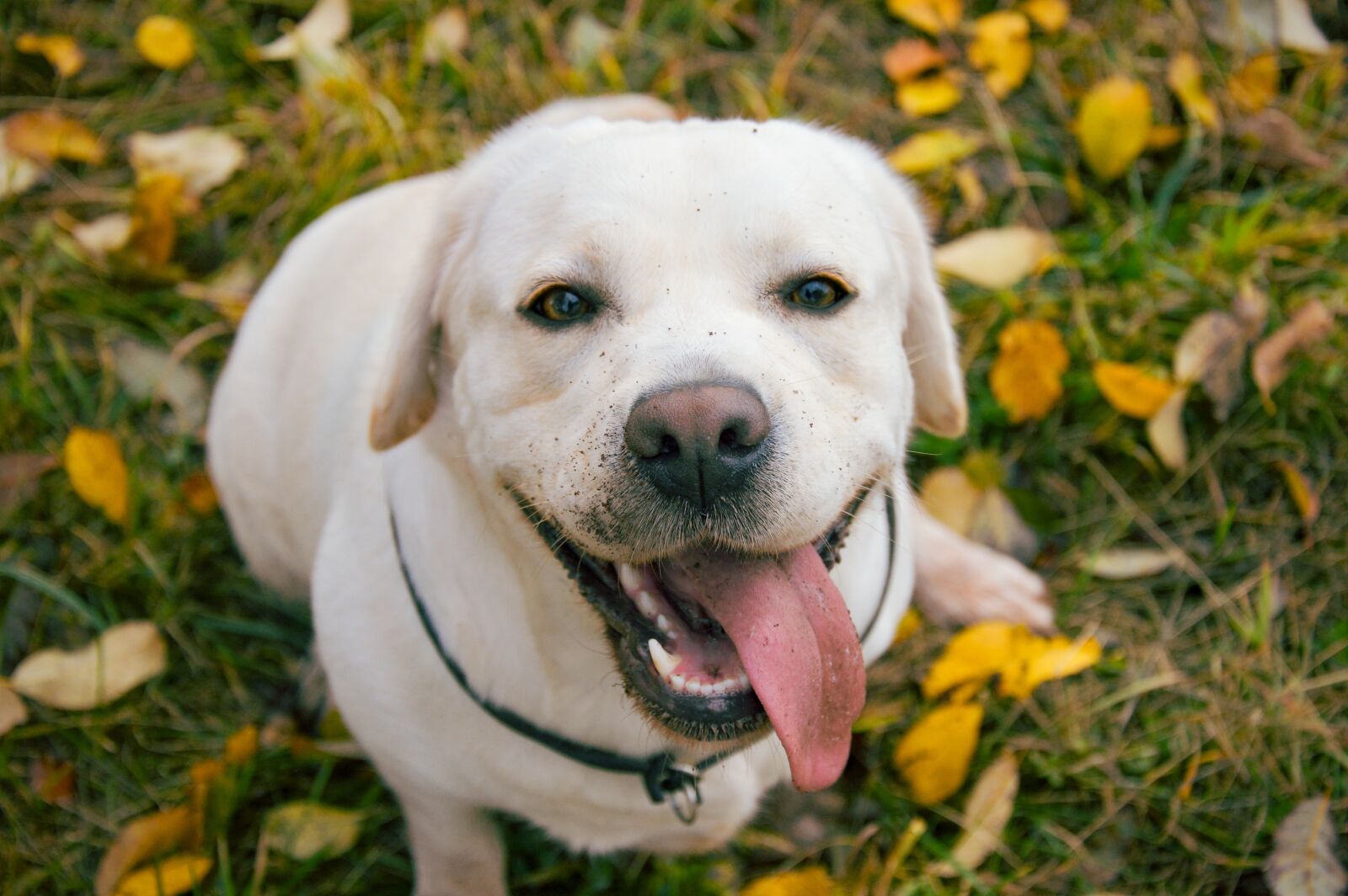 Nikon D3200 sample photo. Labrador, autumn, puppy photography