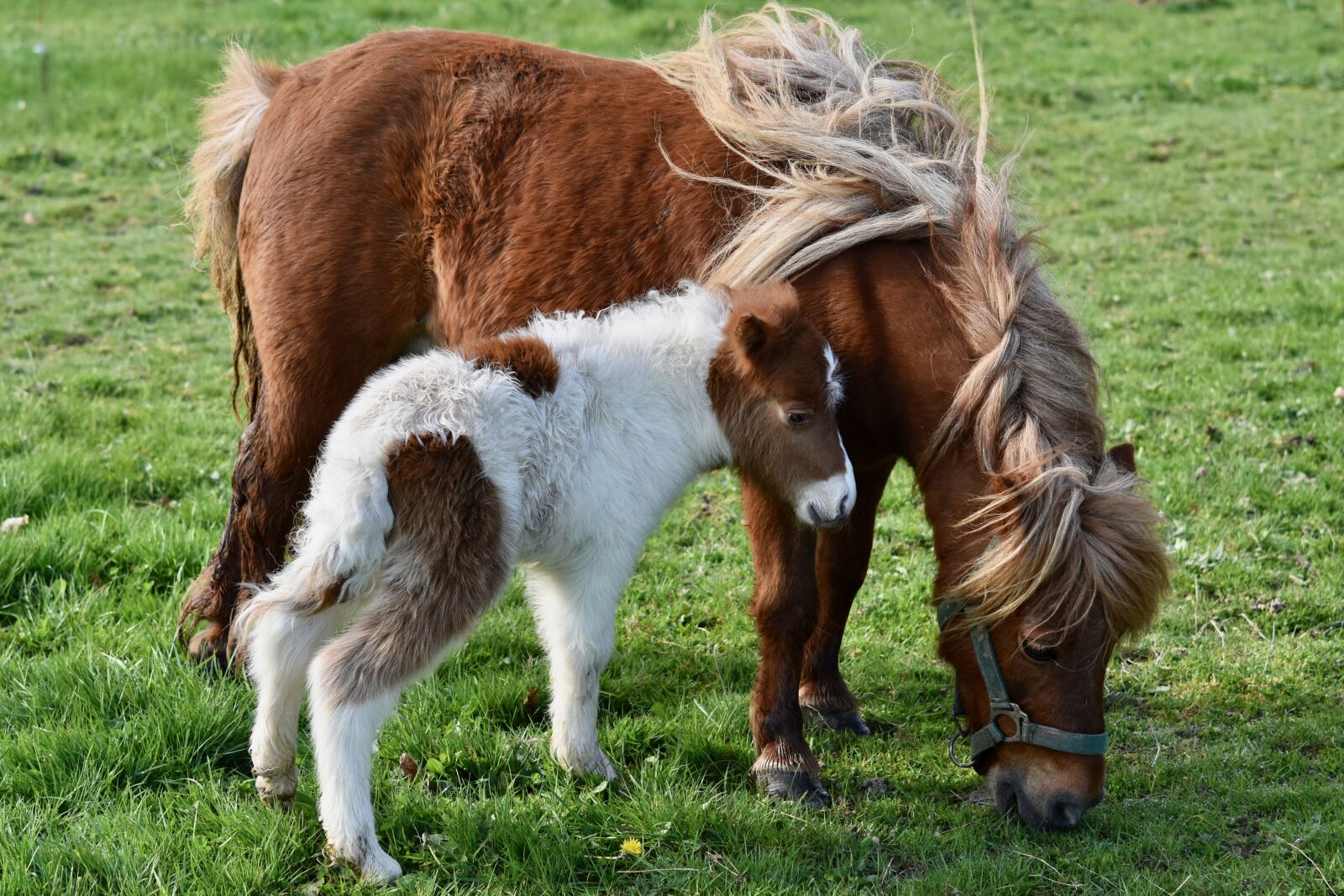 Nikon D5600 sample photo. Shetland pony, baby foal photography