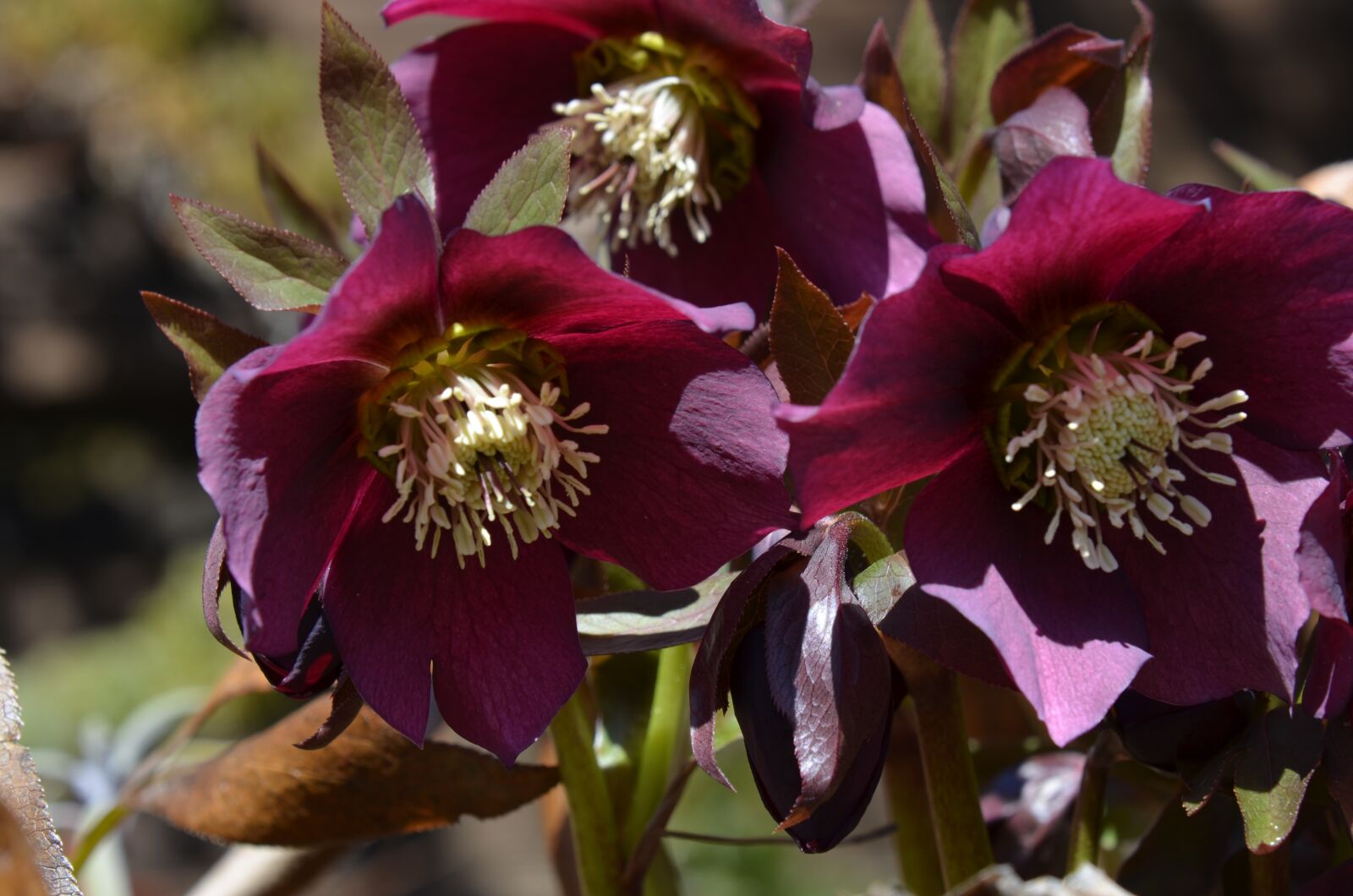 Nikon D5100 sample photo. Anemone blanda, flower, blossom photography