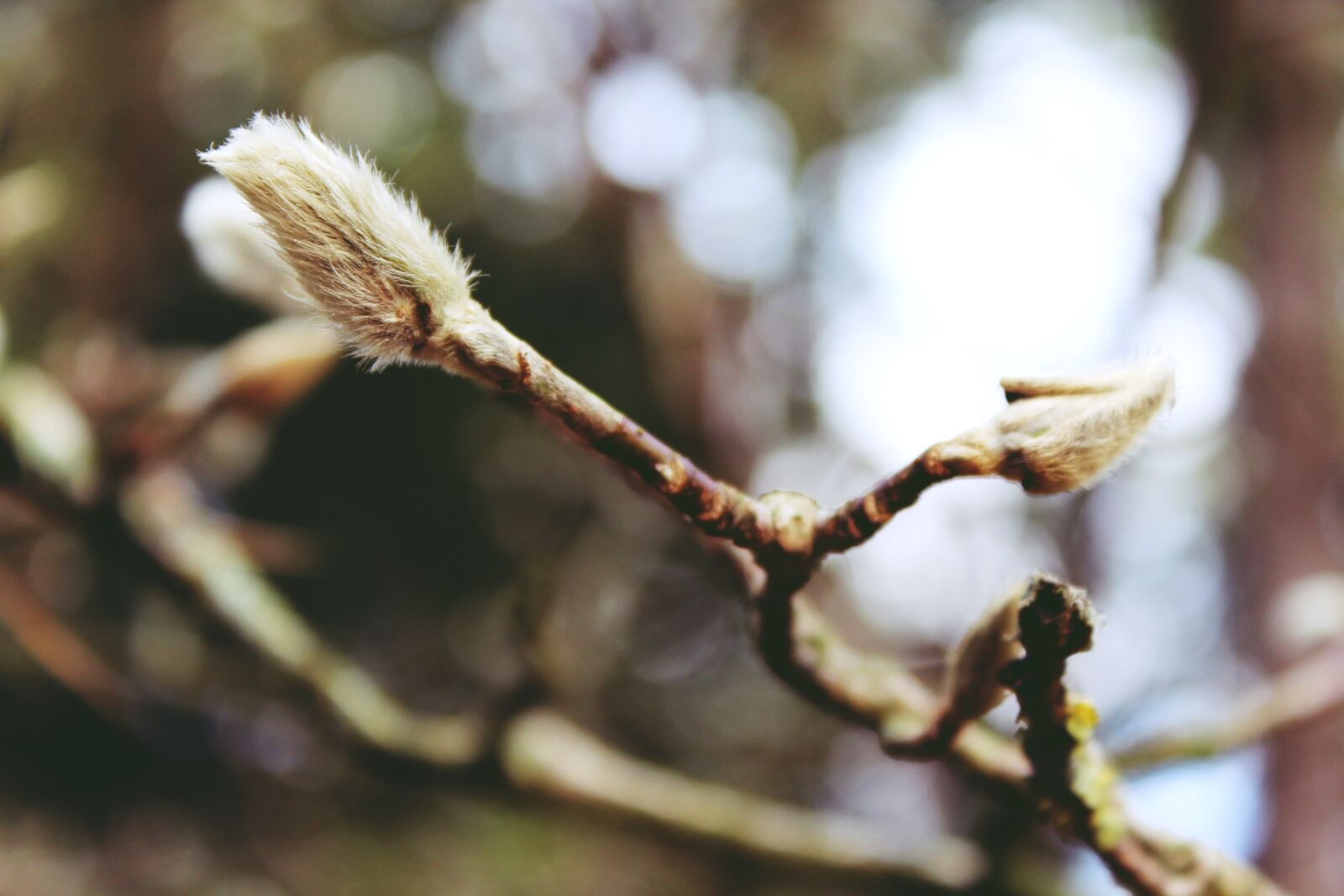 Canon EOS 1200D (EOS Rebel T5 / EOS Kiss X70 / EOS Hi) sample photo. Willow catkin, tree, nature photography