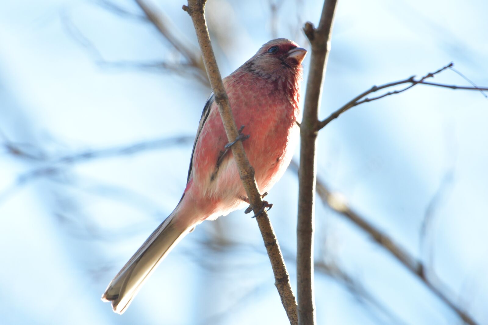 Nikon D500 sample photo. Natural, wild animals, bird photography