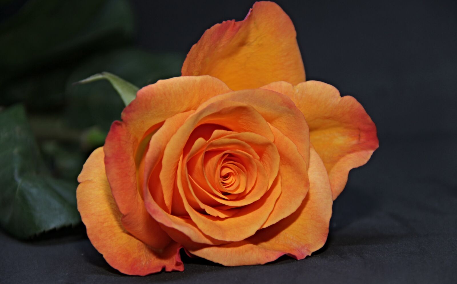 Canon EOS 1100D (EOS Rebel T3 / EOS Kiss X50) sample photo. Rose, blossom, bloom photography
