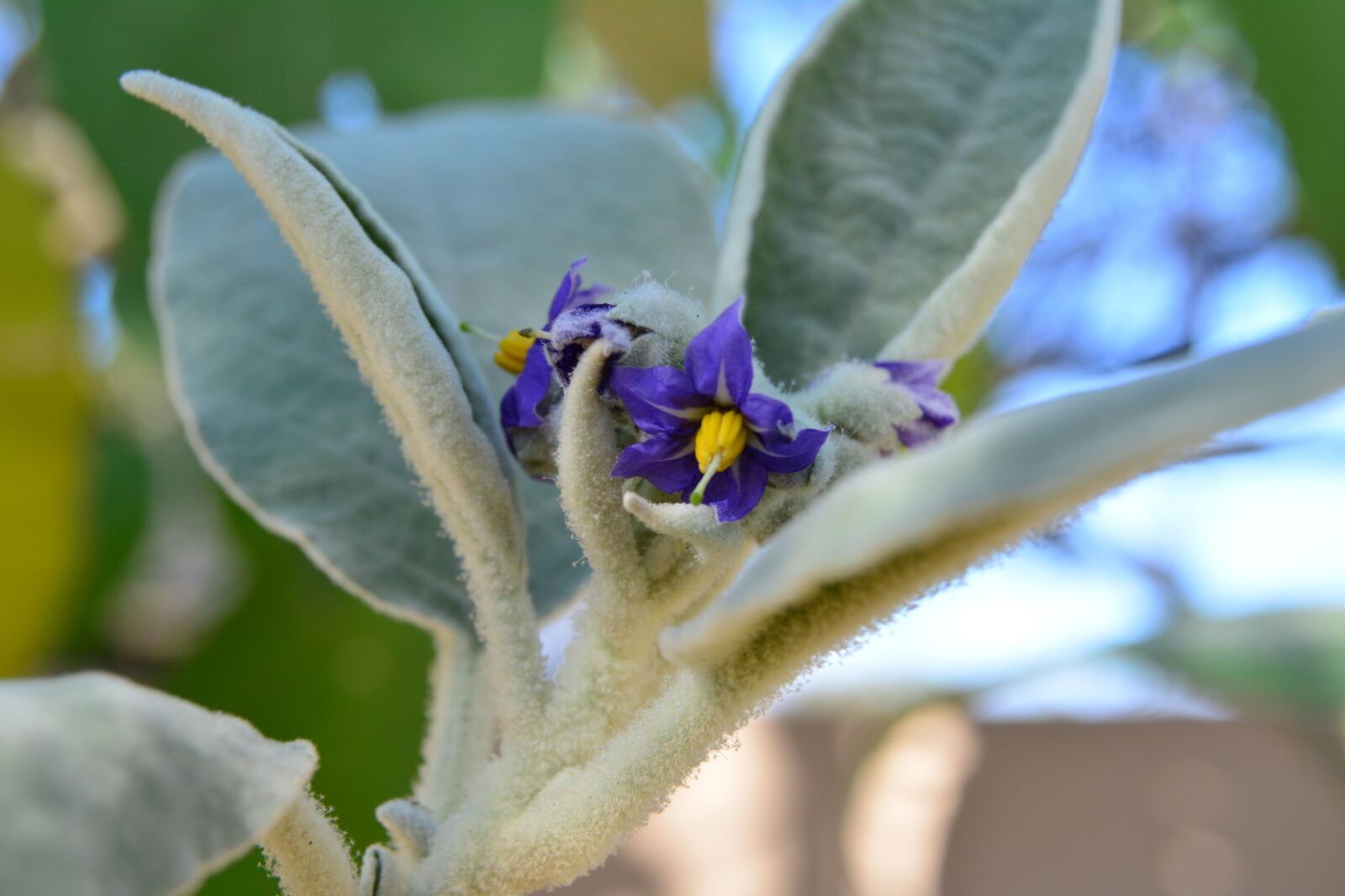 Nikon D5200 sample photo. Bugweed, solanum, mauritianum photography