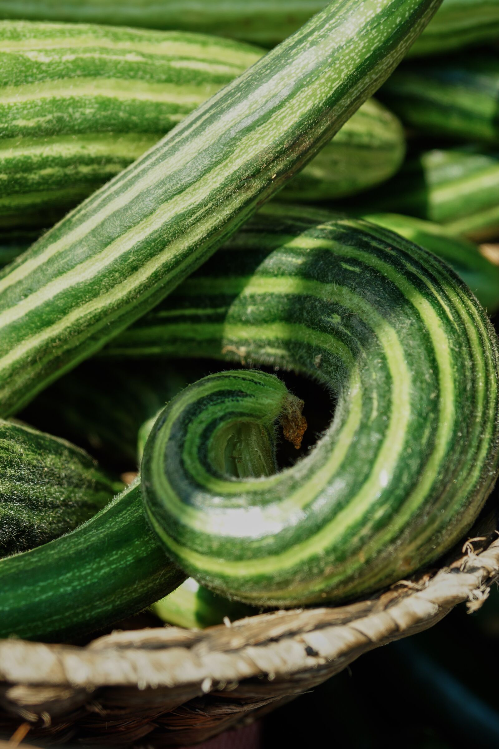 Sony SLT-A65 (SLT-A65V) sample photo. Cucumber, green, stripe photography