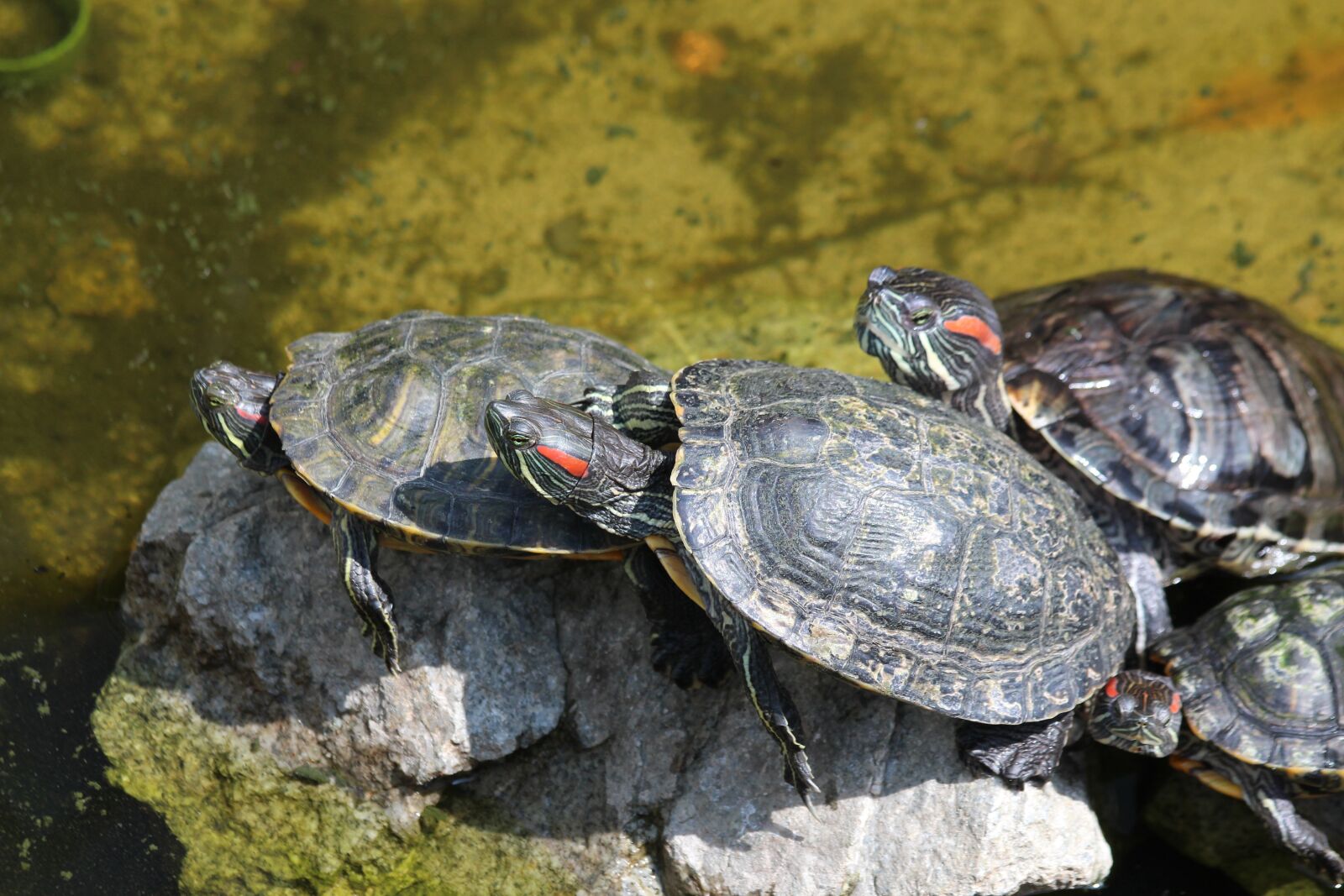 Canon EOS 650D (EOS Rebel T4i / EOS Kiss X6i) sample photo. Turtle, the red-eared terrapins photography
