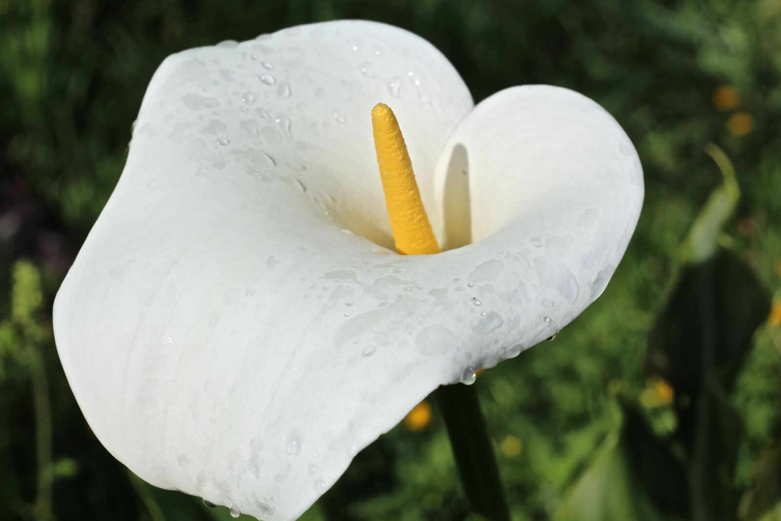 Canon EOS 650D (EOS Rebel T4i / EOS Kiss X6i) sample photo. Calla lily, lily, flower photography