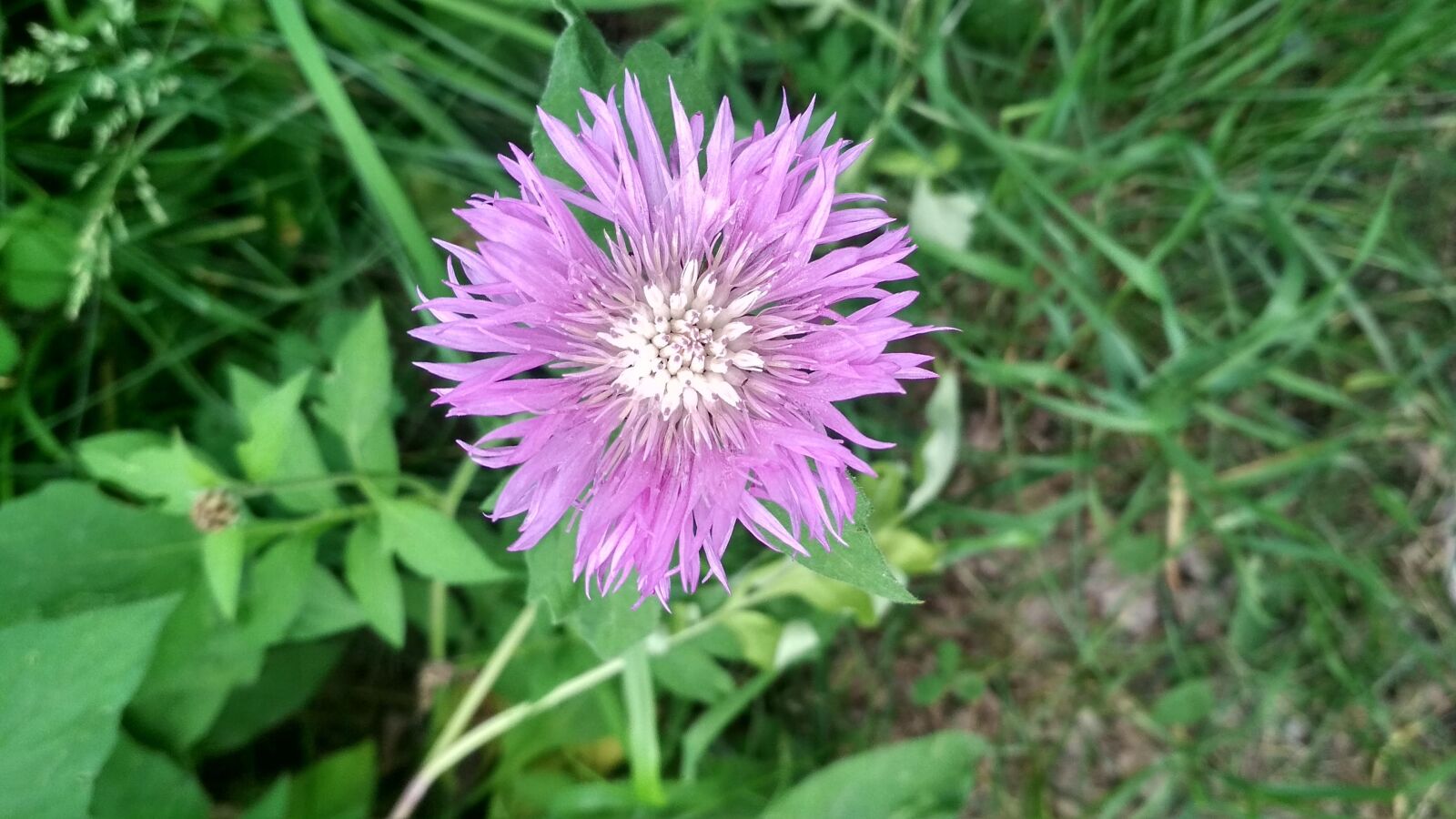 Xiaomi Redmi 4X sample photo. Green, flower, summer photography