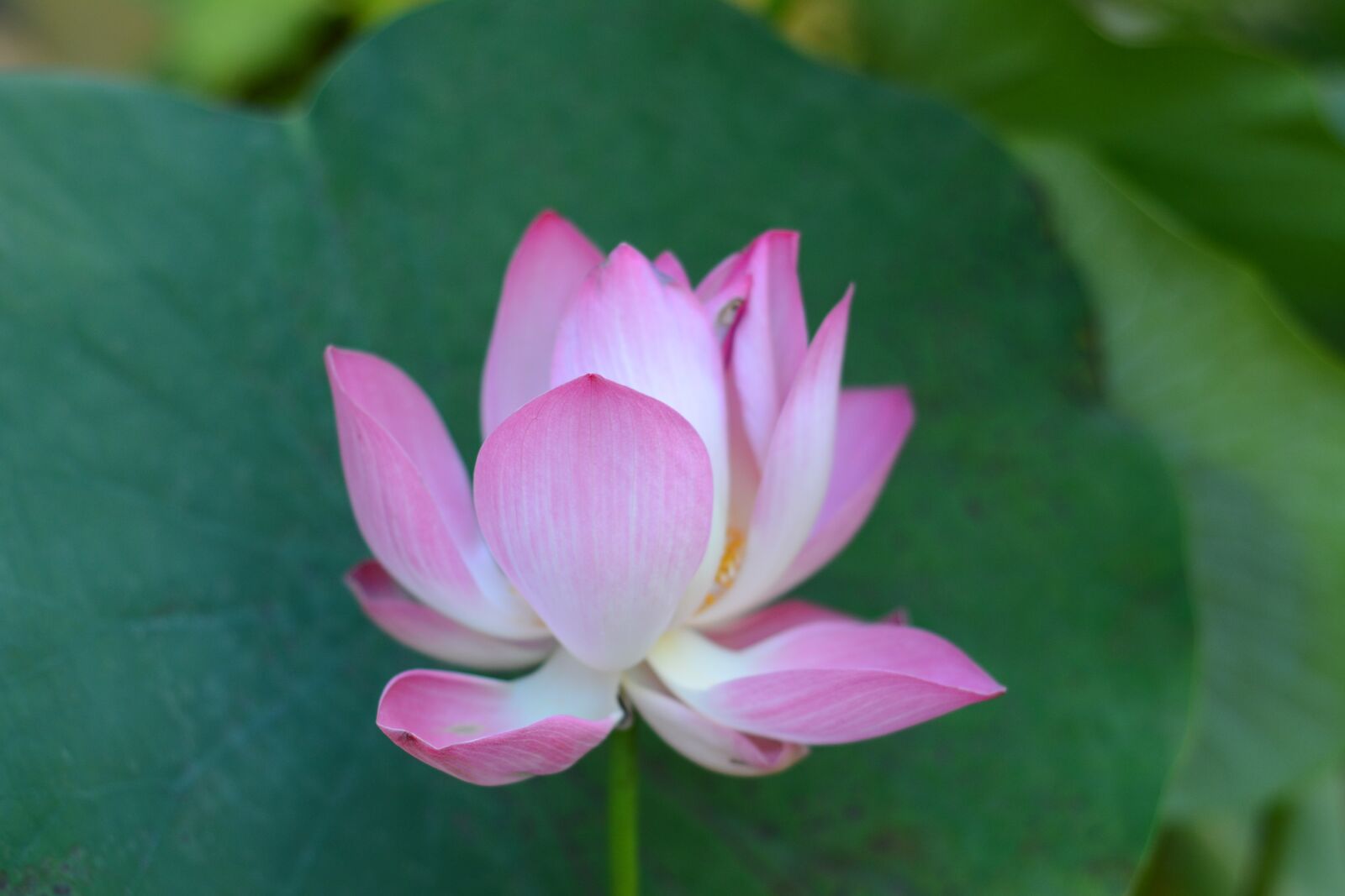 Nikon D7100 sample photo. Lotus, flowers, flower photography