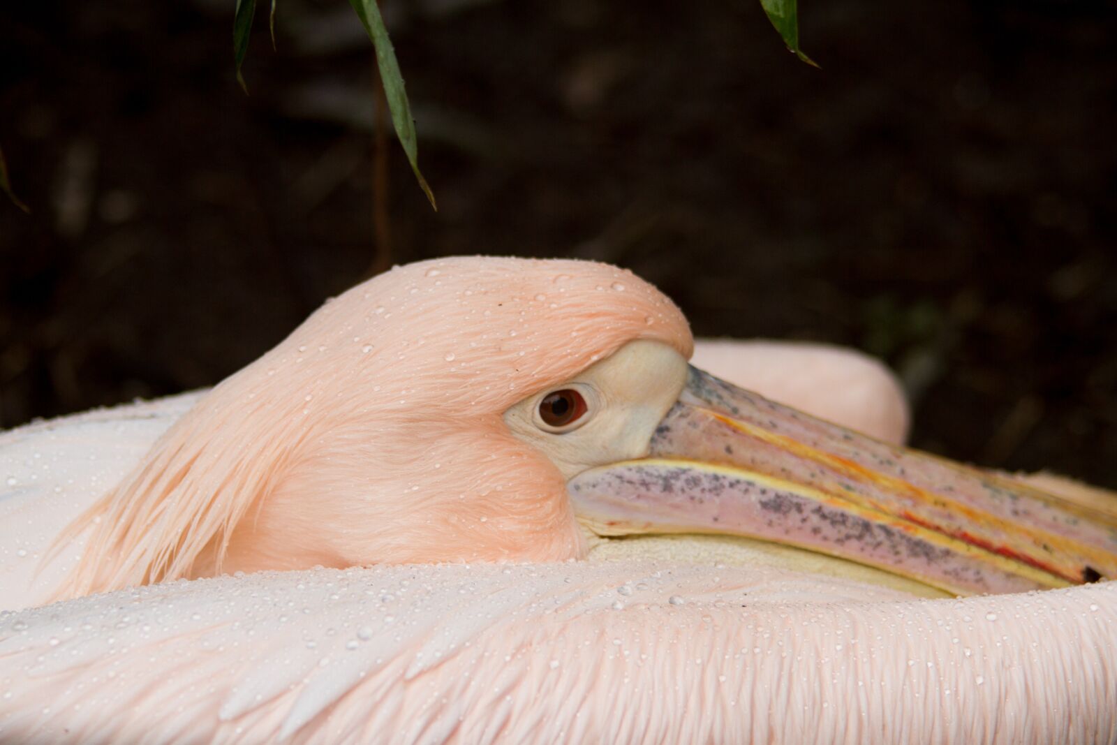Canon EOS 7D sample photo. Burgers zoo, nature, animals photography