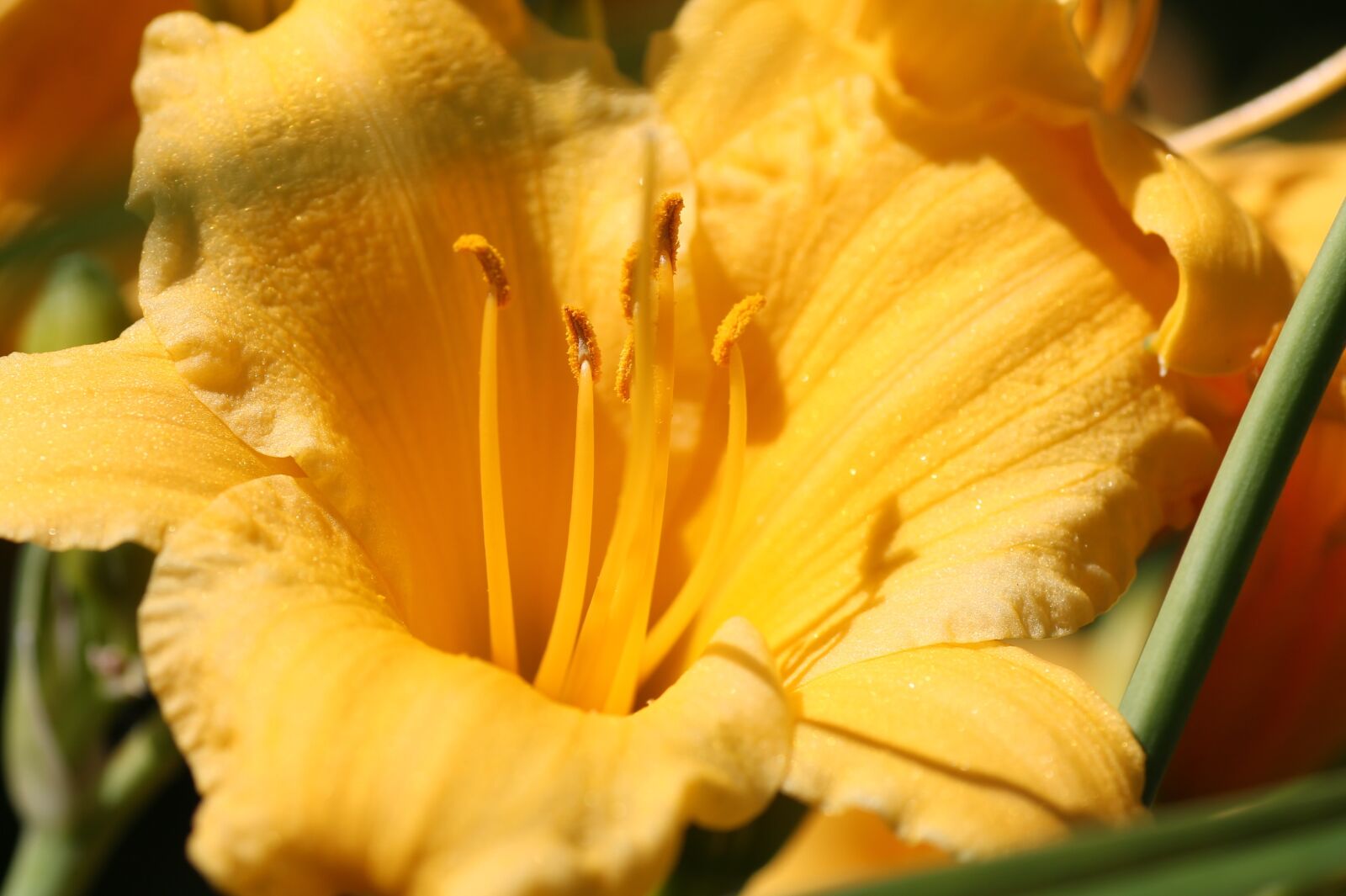 Canon EOS 1100D (EOS Rebel T3 / EOS Kiss X50) sample photo. Flower, flora, garden photography