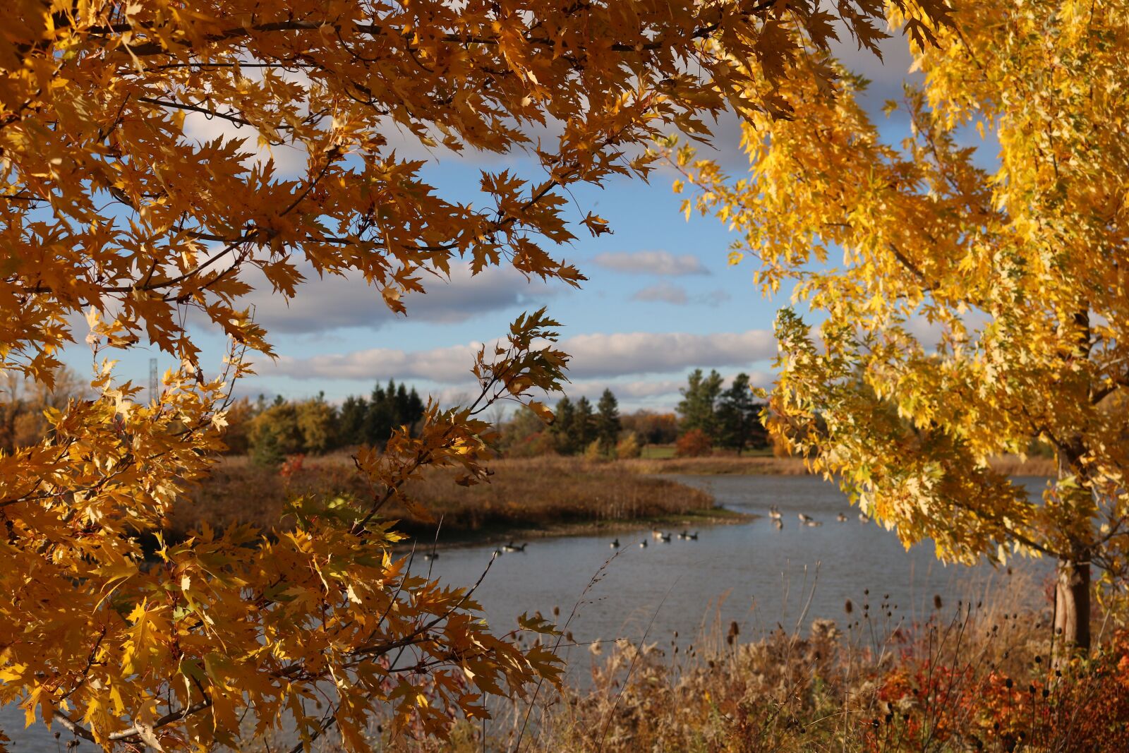 Canon EOS 750D (EOS Rebel T6i / EOS Kiss X8i) sample photo. Lake, autumn, nature photography
