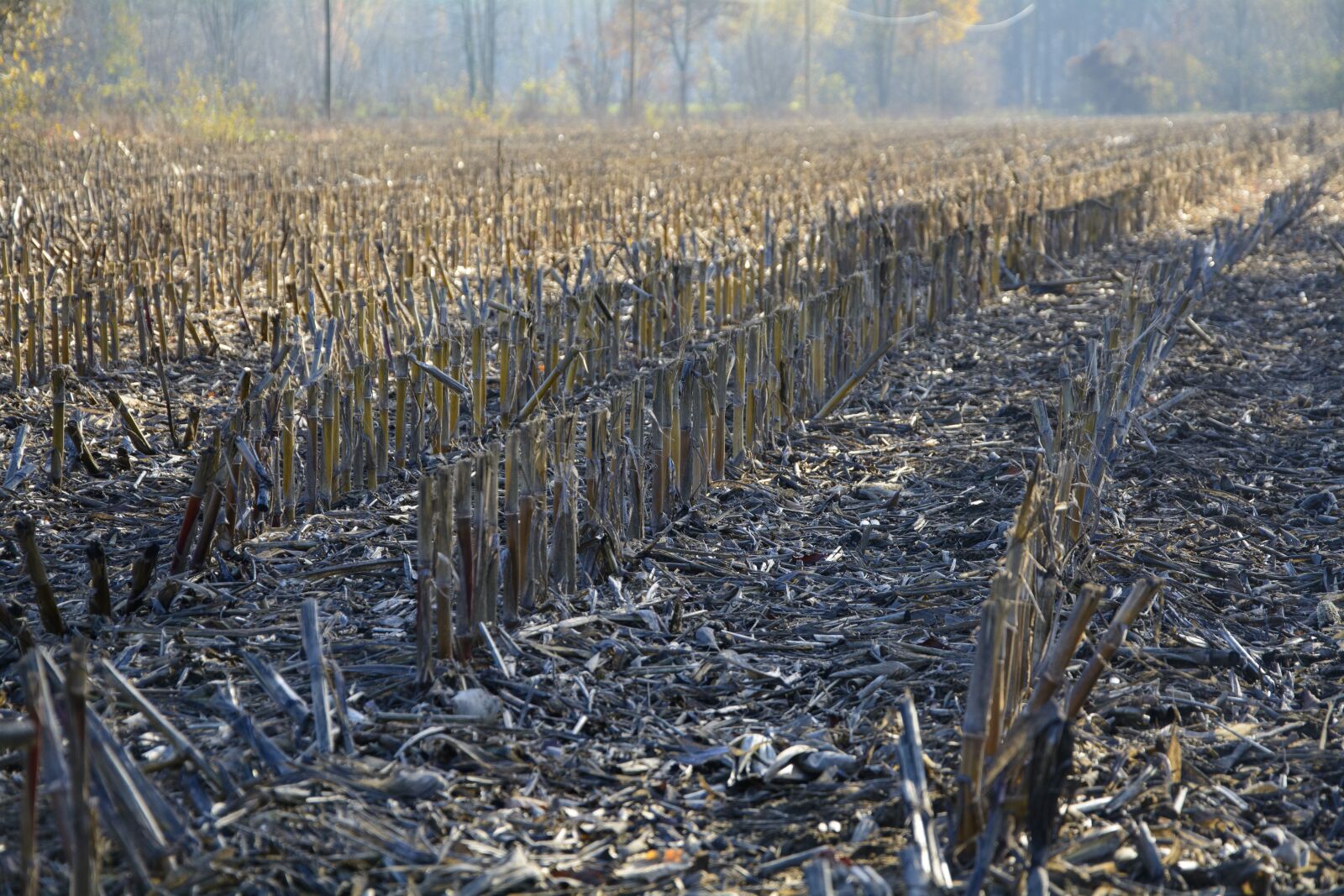 Nikon D7100 sample photo. Cornfield, autumn, stubble photography