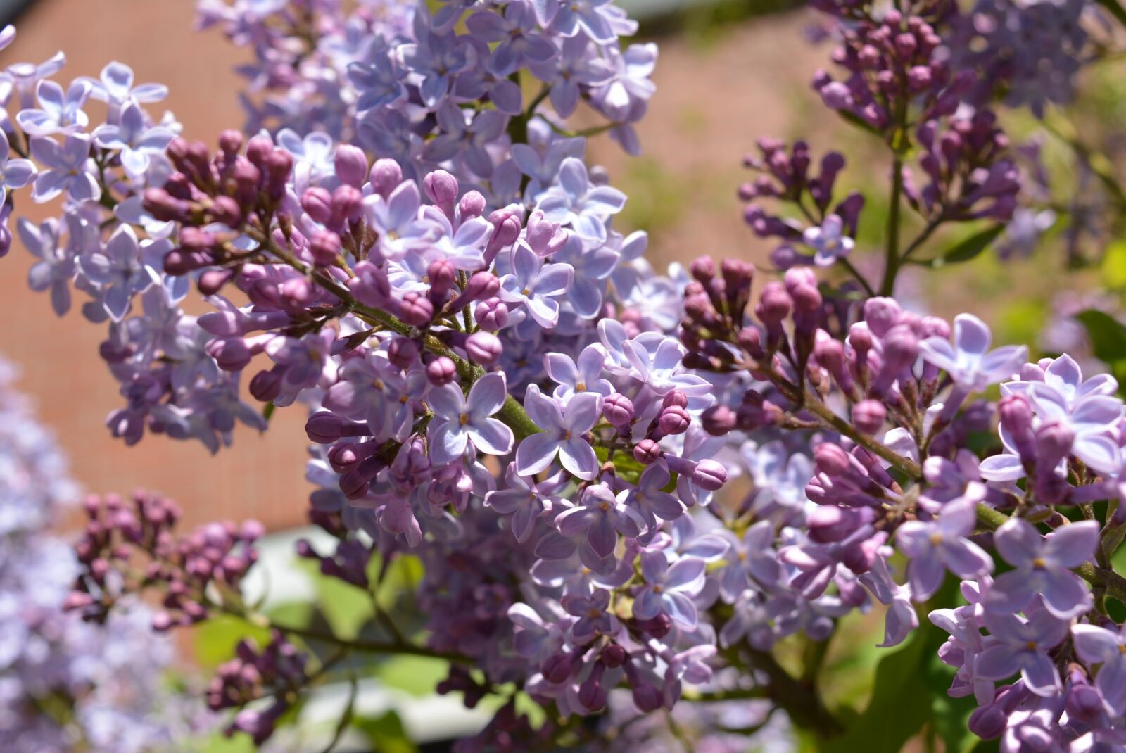 Nikon D5200 sample photo. Lilac, blossom, bloom photography