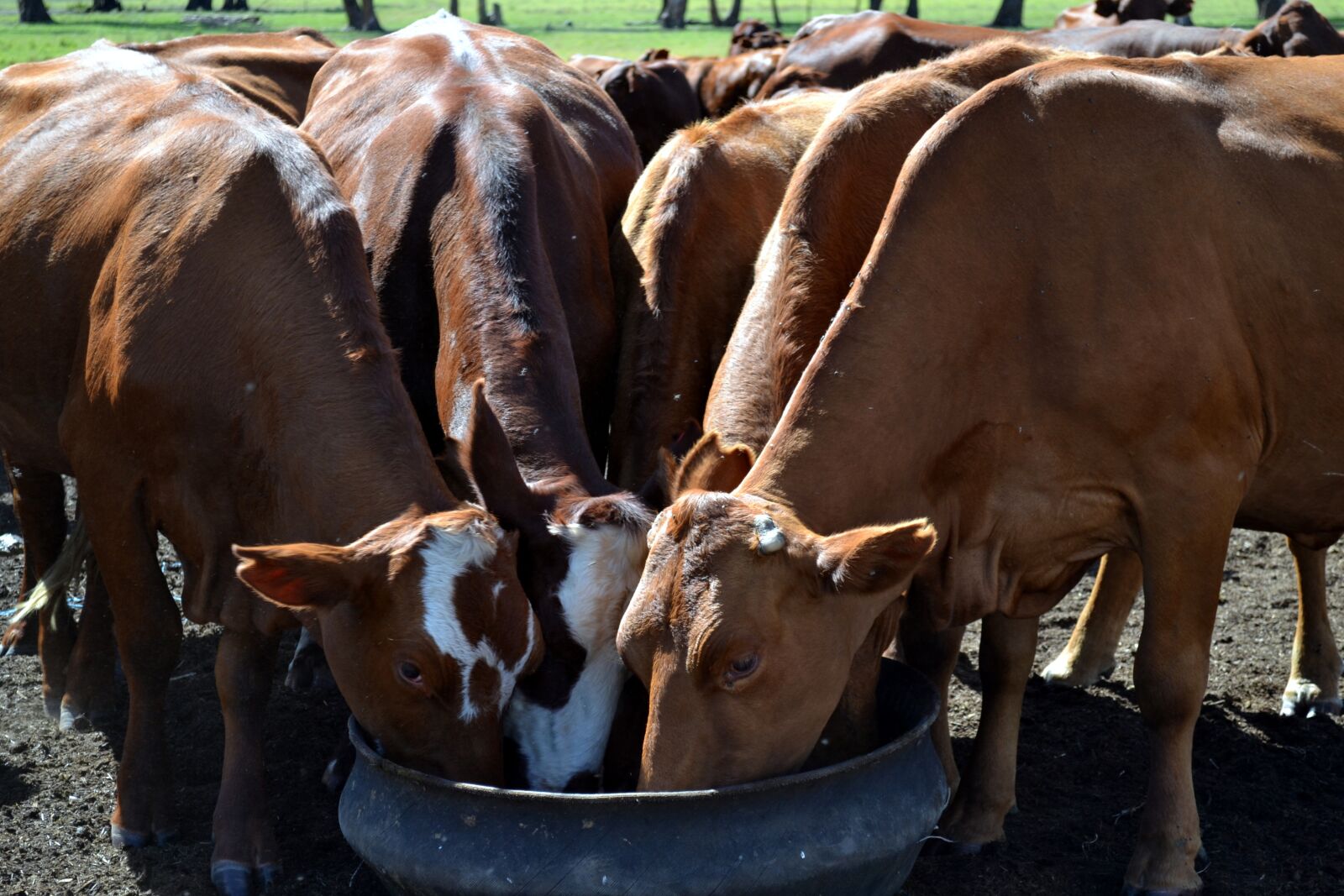 Nikon D3100 sample photo. Cattle, countryside, farm photography