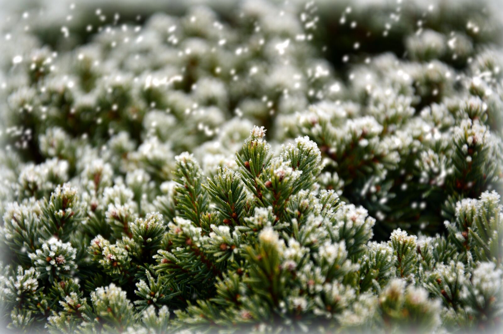 Nikon D3200 sample photo. Fir green, ripe, hoarfrost photography