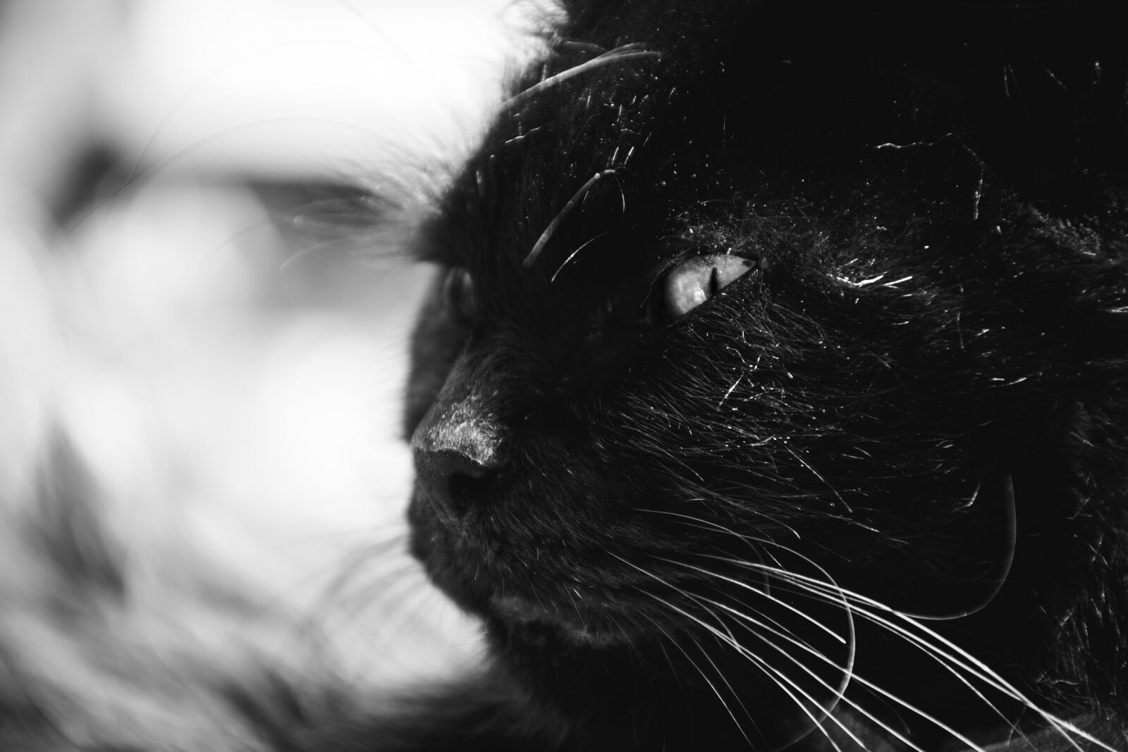 Nikon D5500 sample photo. Animals, feline, cats photography