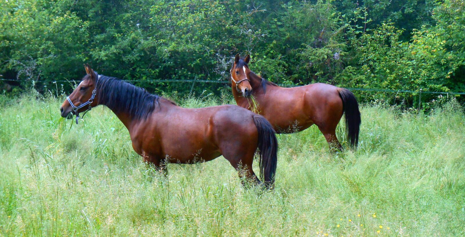 Nikon Coolpix S3500 sample photo. Horse, equine, horses photography