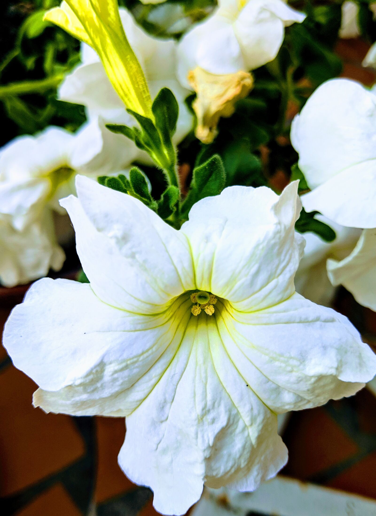 Google Pixel 2 XL sample photo. Flowers, bouquet, spring photography