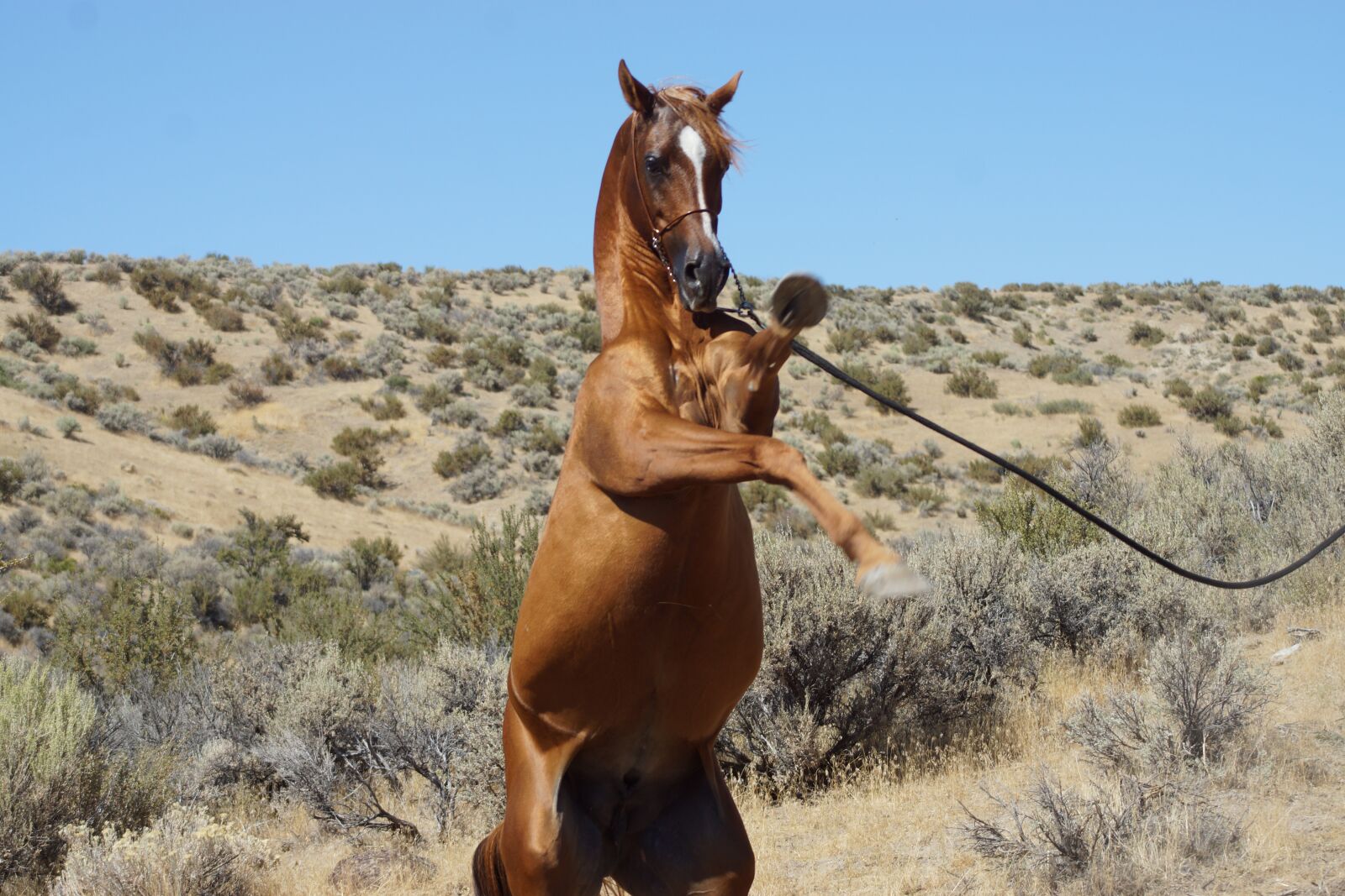 Sony SLT-A77 sample photo. Horse, stallion, wild photography