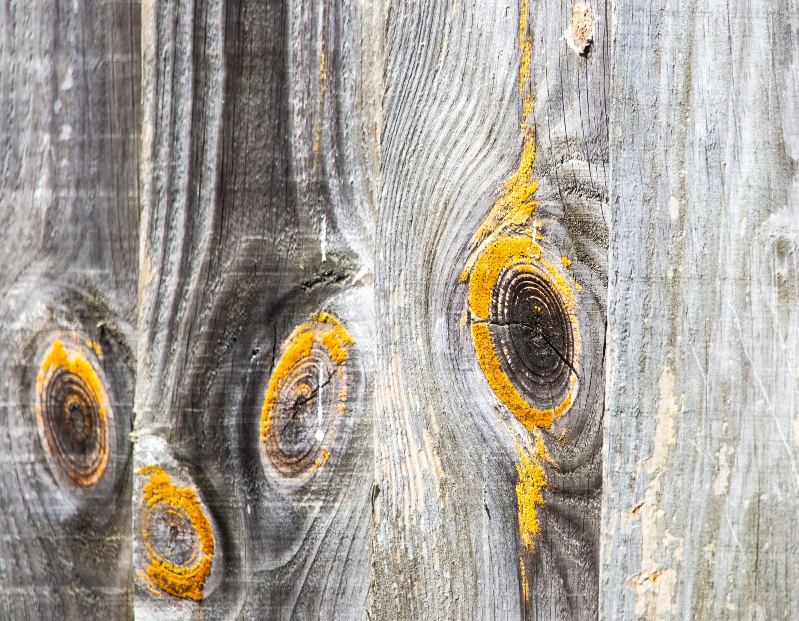 150-600mm F5-6.3 DG OS HSM | Contemporary 015 sample photo. Fence panels, wood grain photography