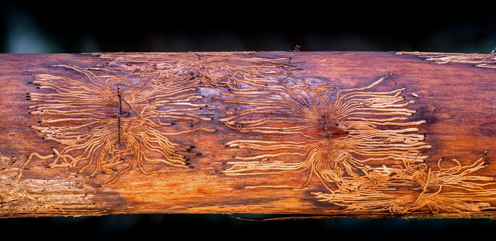 Tamron SP AF 60mm F2 Di II LD IF Macro sample photo. Traces, bark beetles, frassspuren photography