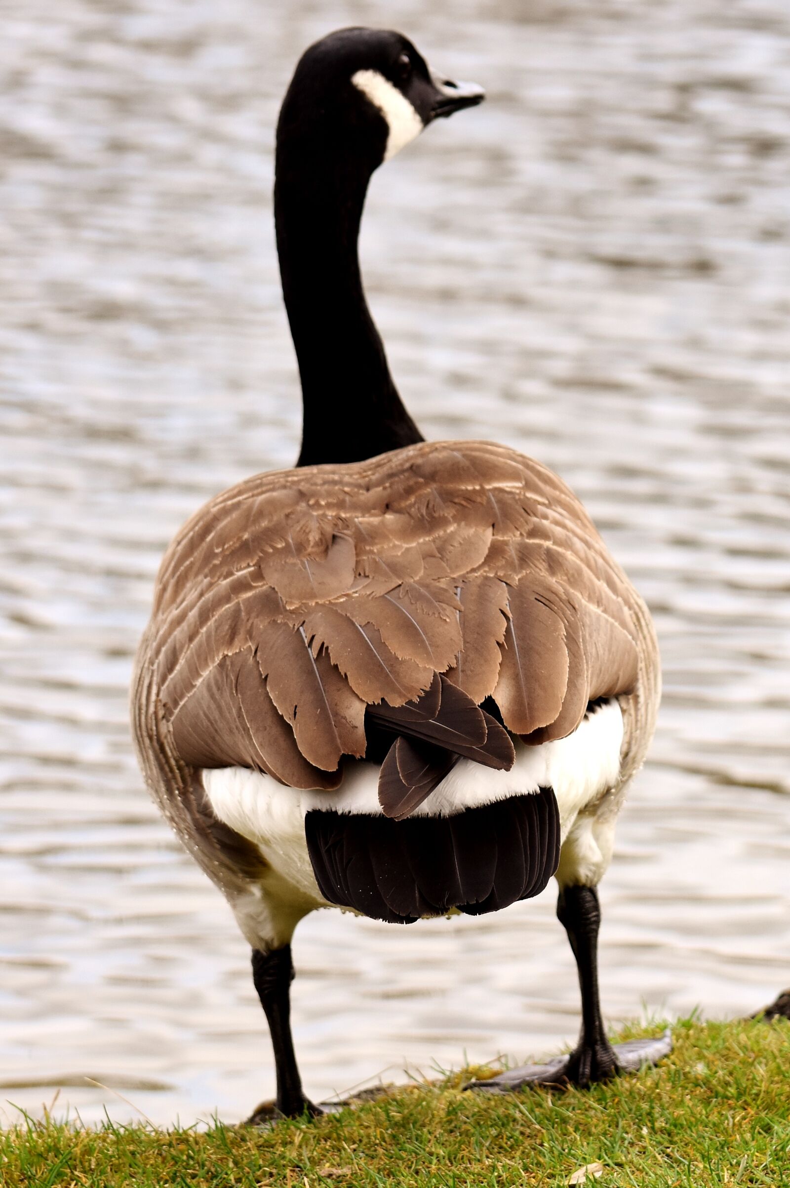 Nikon D7200 sample photo. Goose, water bird, wild photography