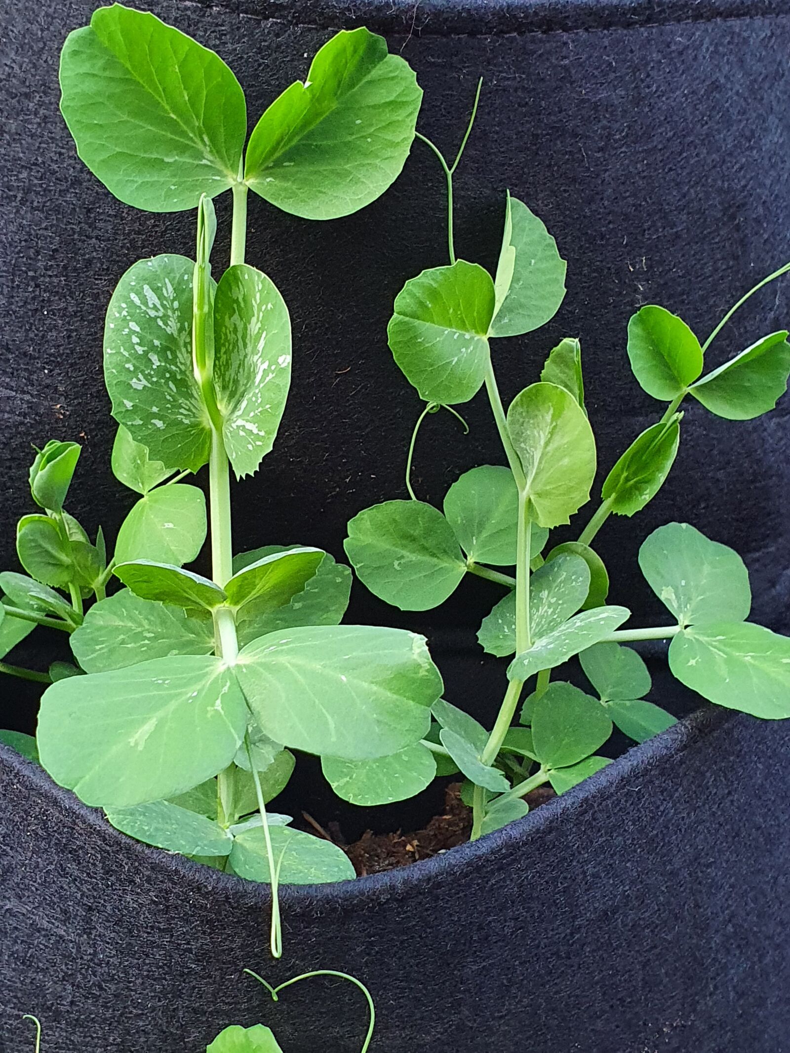 Samsung Galaxy S10 sample photo. Green peas, plant, backyard photography